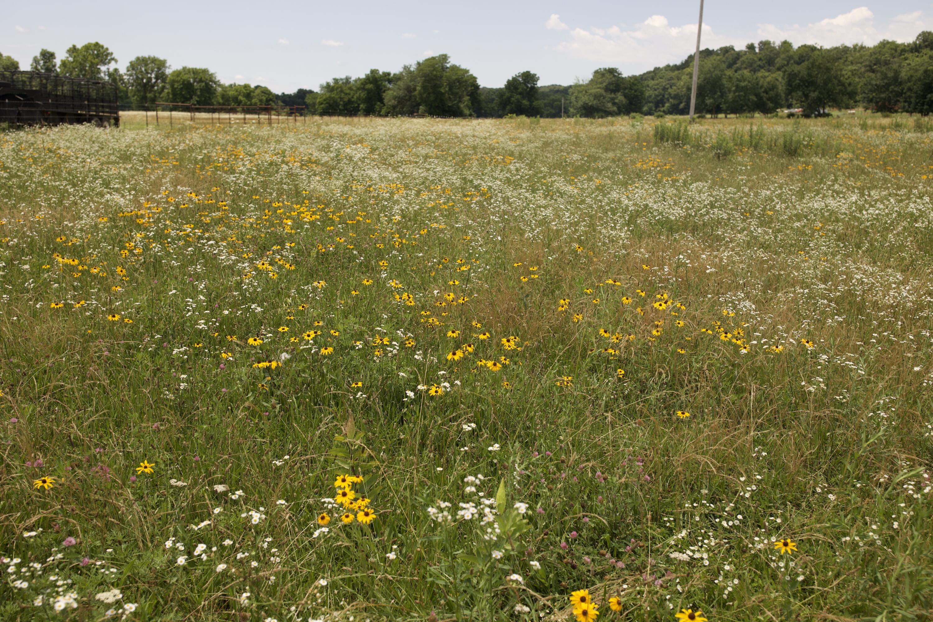 540 Reindeer Road Property Photo 85