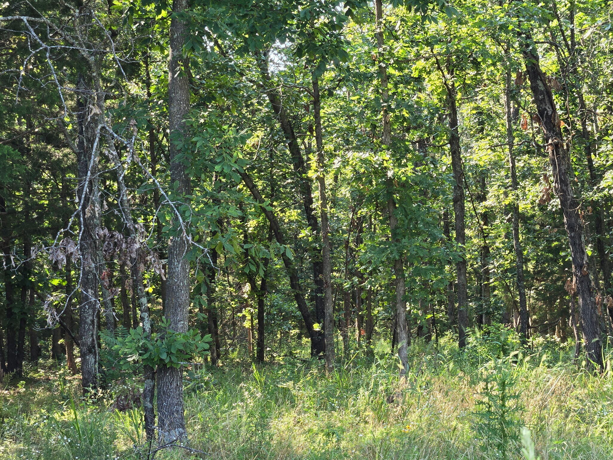 000 State Highway 65 Property Photo 6