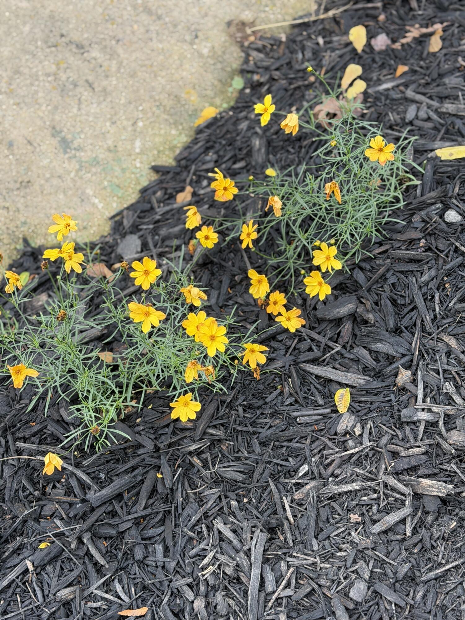 5401 Dandelion Road Property Photo 13