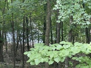 20 Redbud Lane Property Photo 33