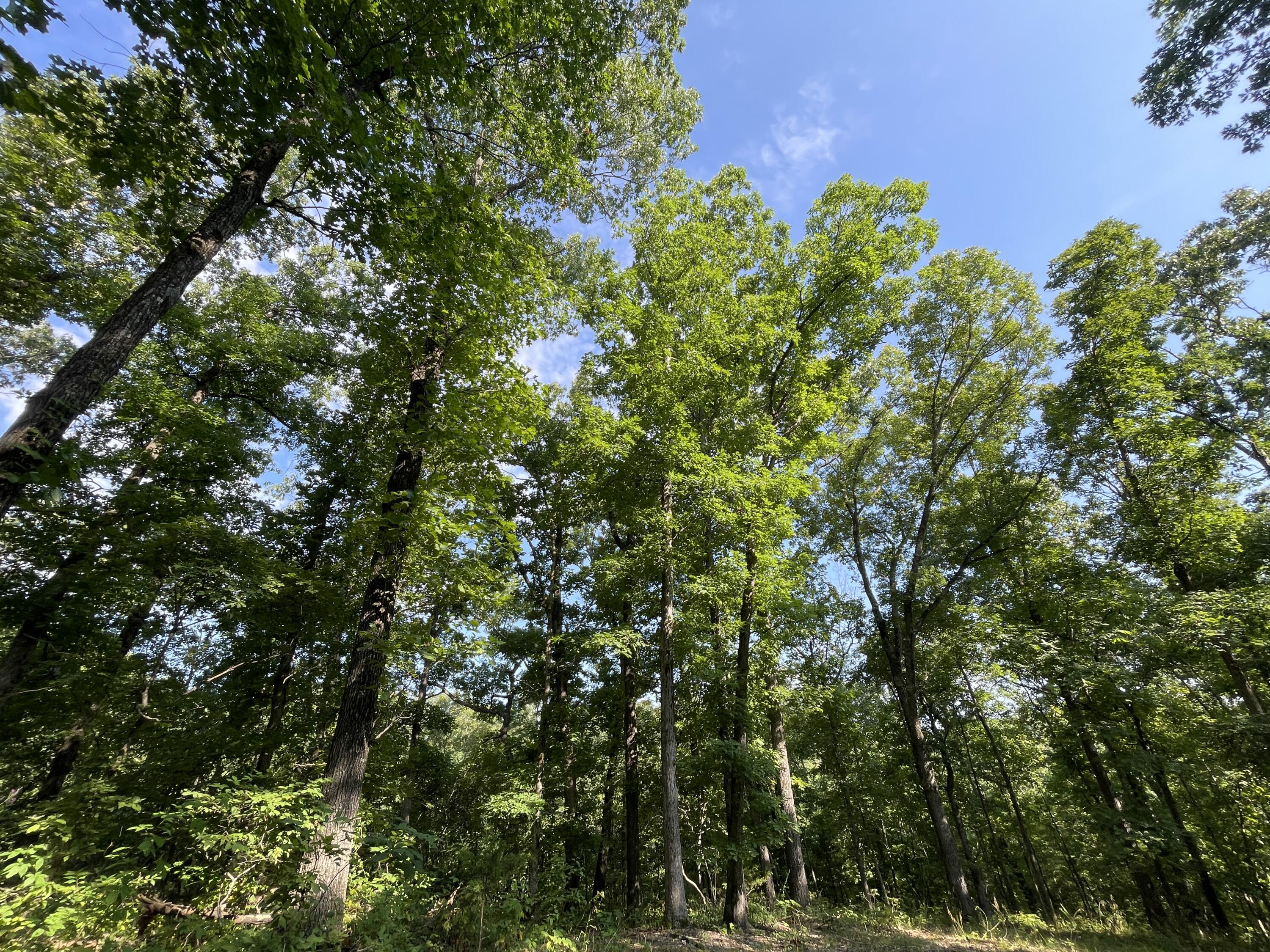 25470 State Highway Uu Property Photo 18