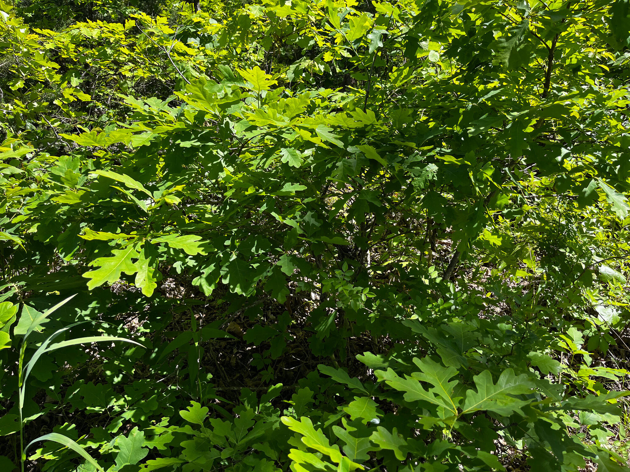 Tbd Kolb Hollow Road Property Photo 11