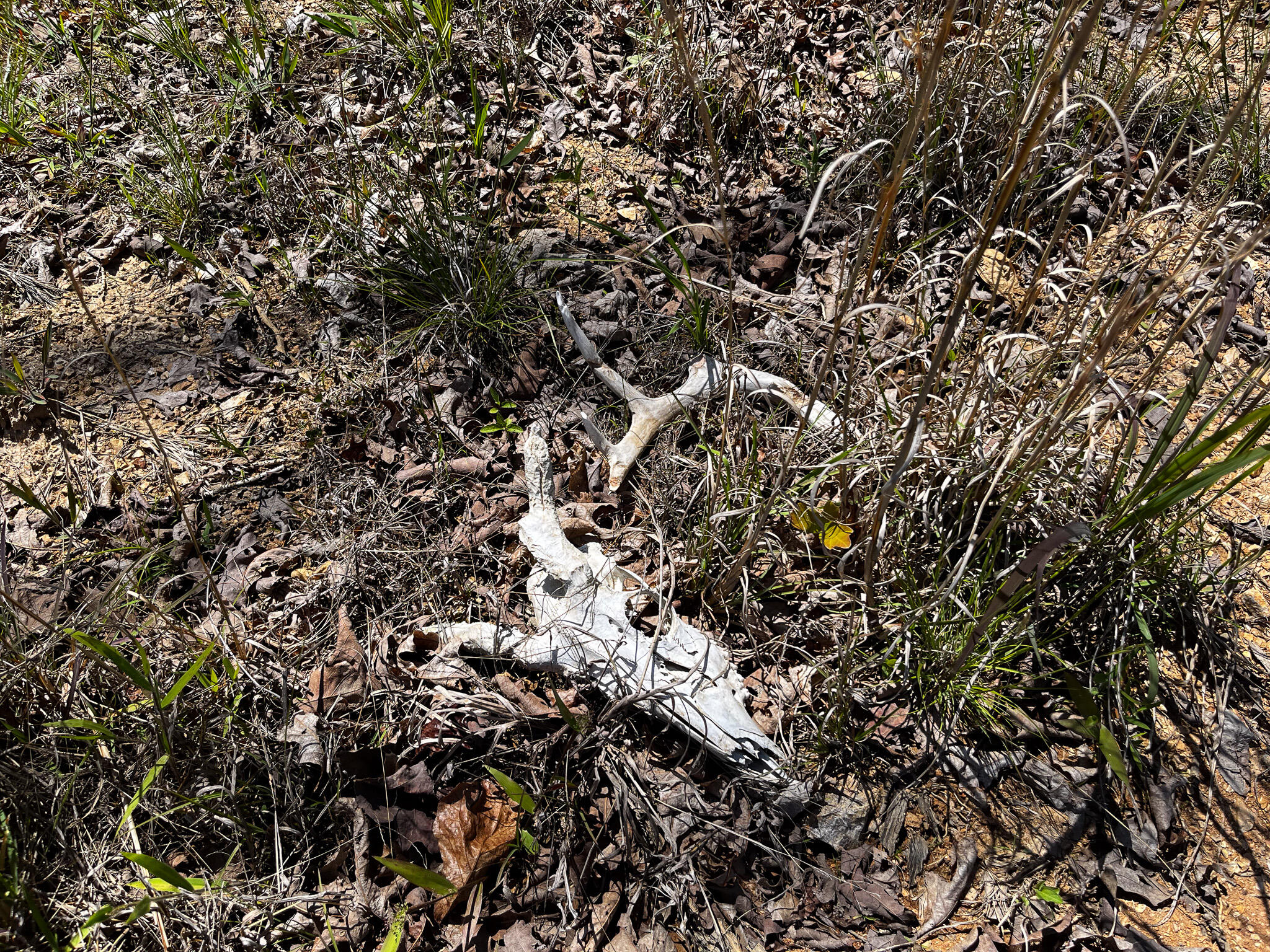 Tbd Kolb Hollow Road Property Photo 12