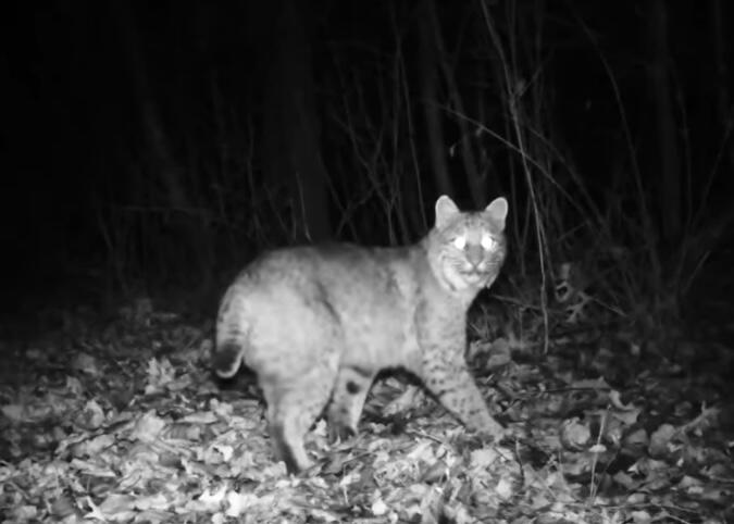 Tbd State Highway 174 Property Photo 29