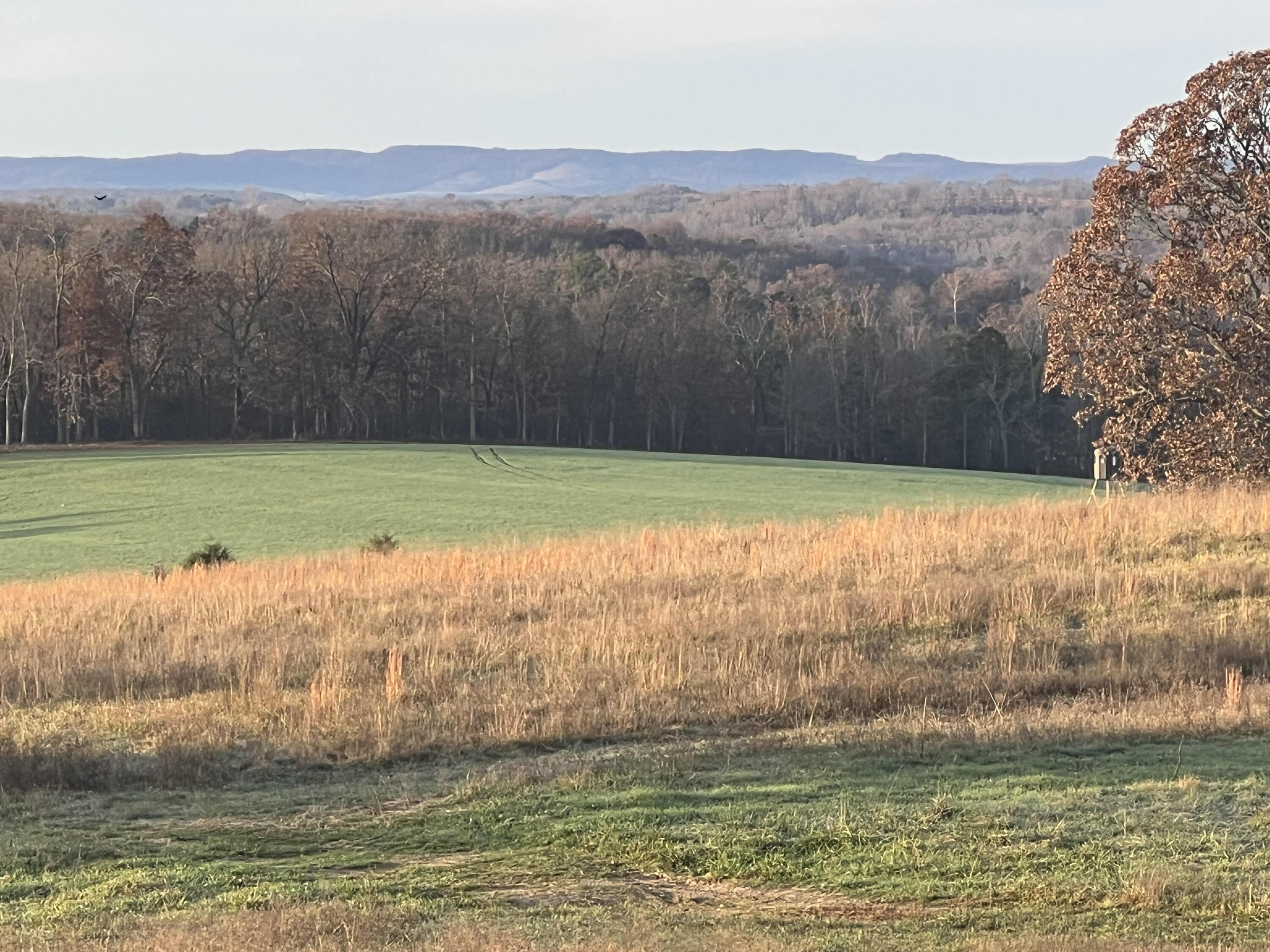 Tbd County Road 14-252 Property Photo 3