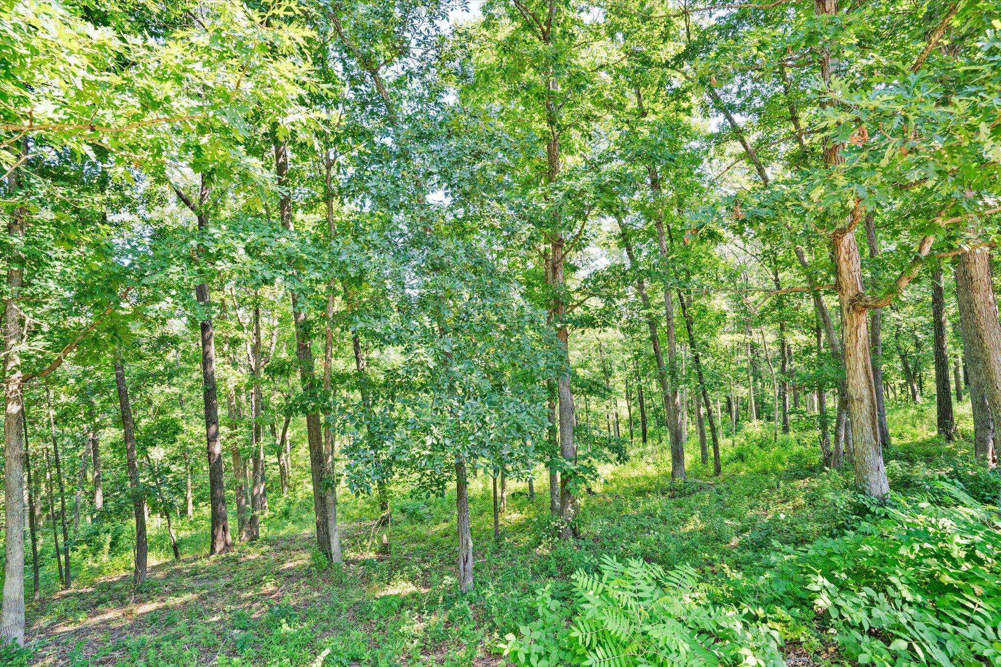 538 Munson Hill Drive Property Photo 46