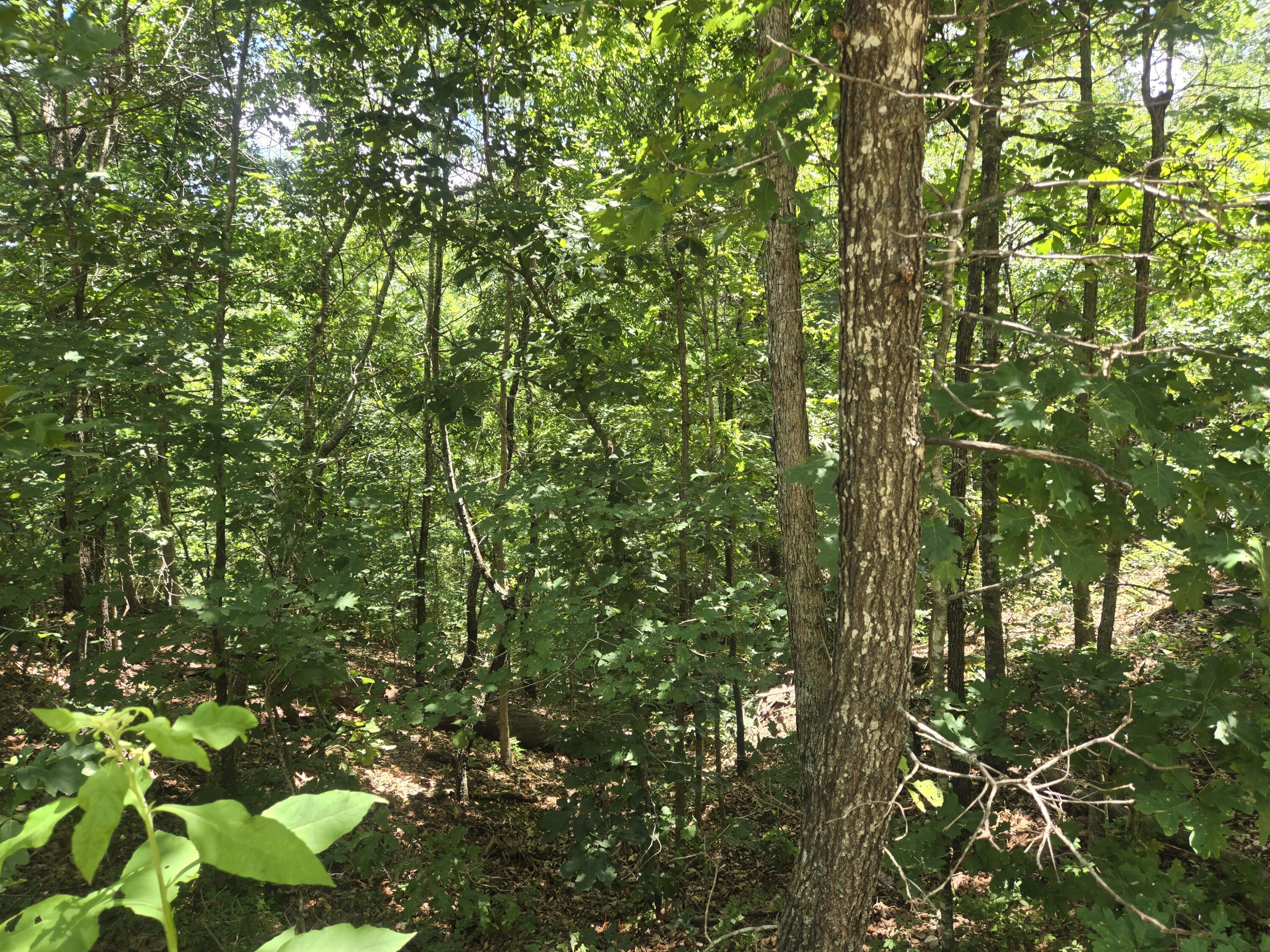 Tract 8 Highway C Property Photo 3