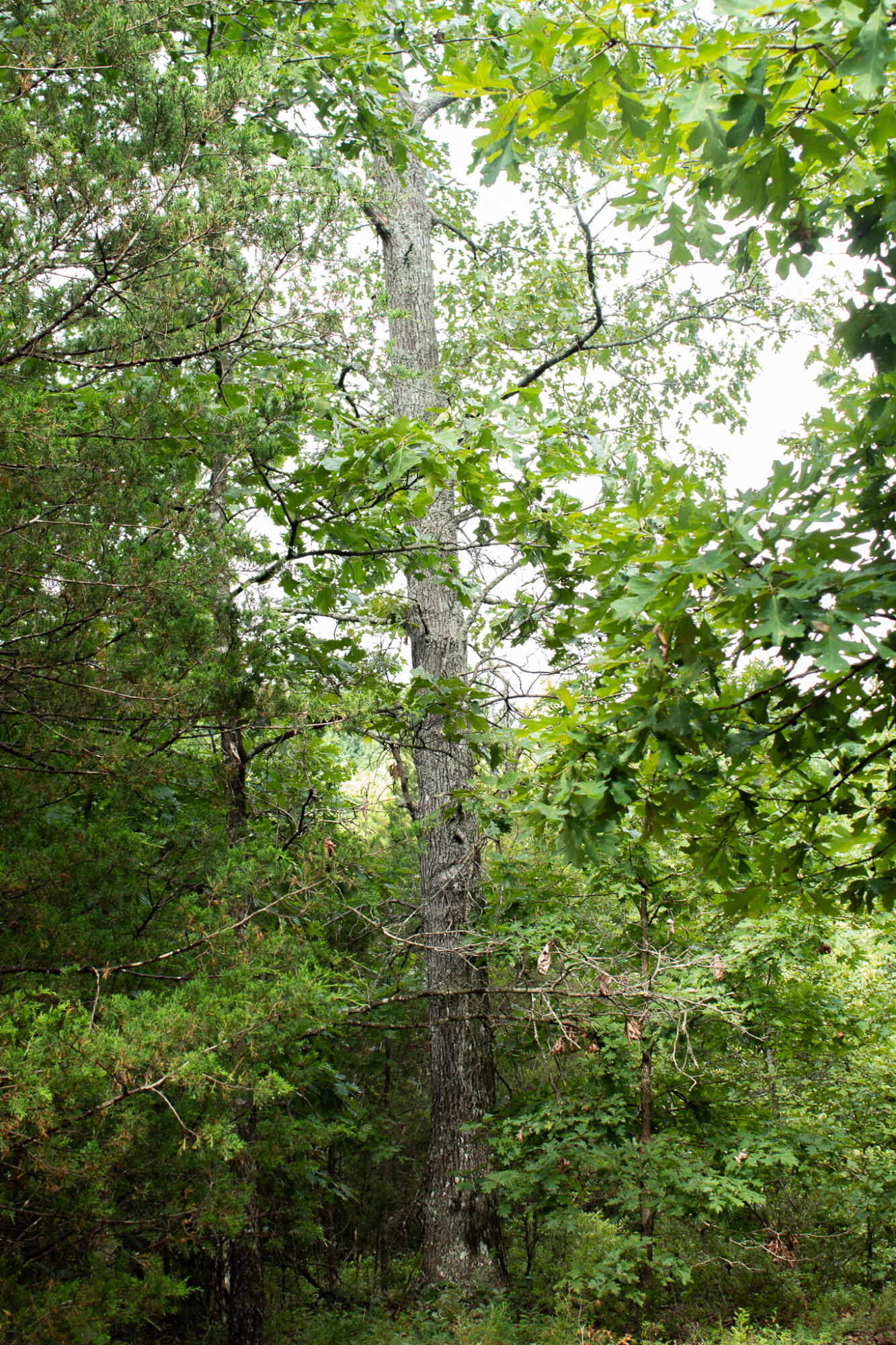 000 Highway 5 Property Photo 34