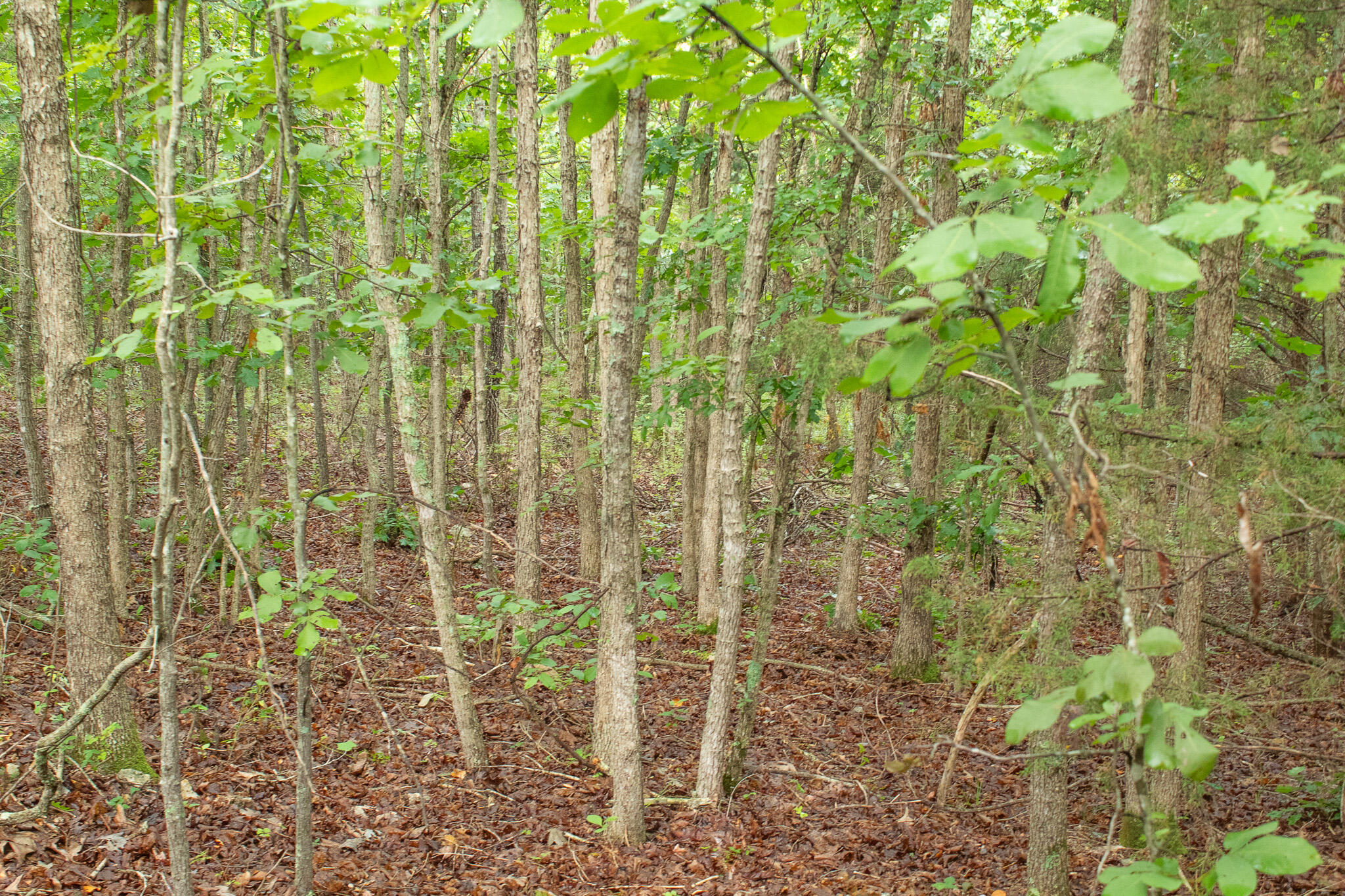 000 Highway 5 Property Photo 35