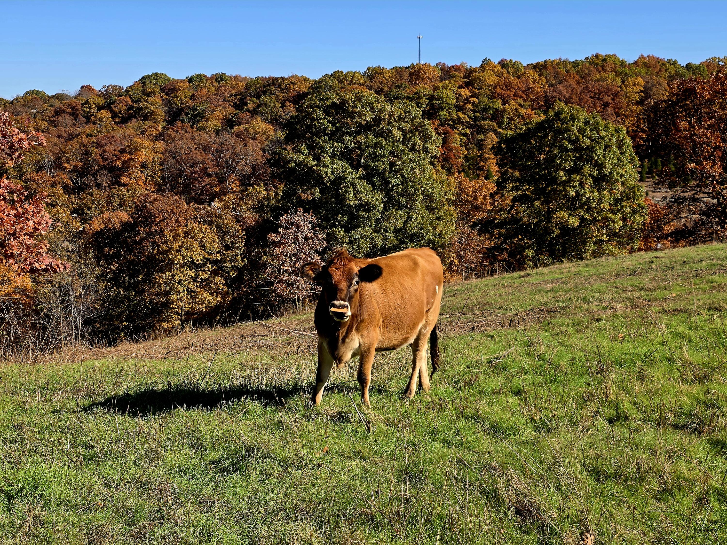 000 State Highway Bb Property Photo 23