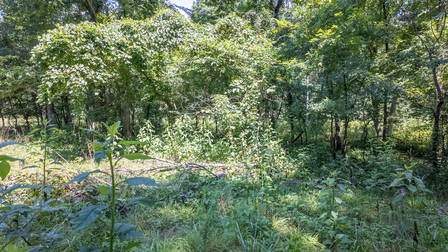 10824 Upper Janes Creek Road Property Photo 14