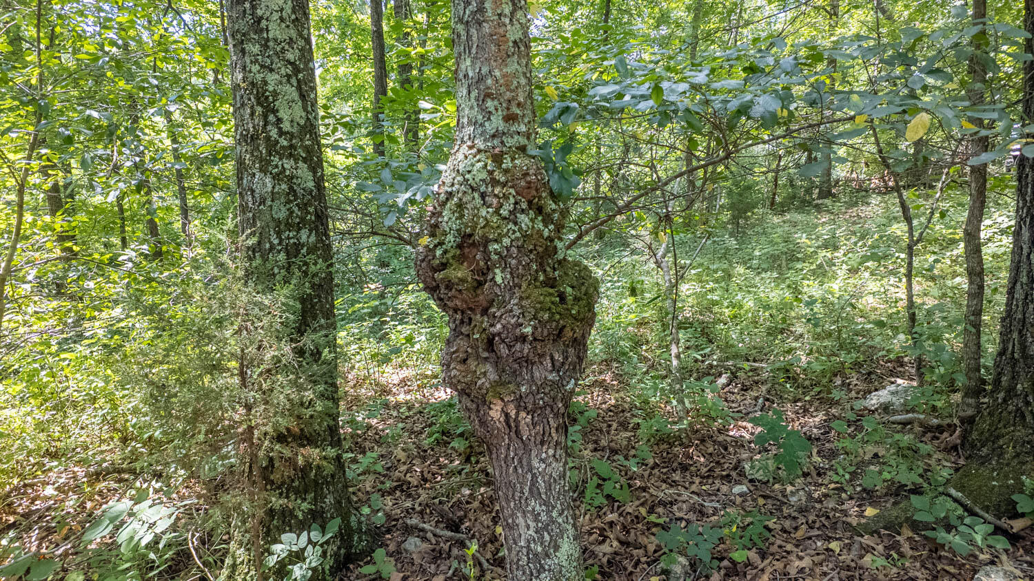10824 Upper Janes Creek Road Property Photo 27