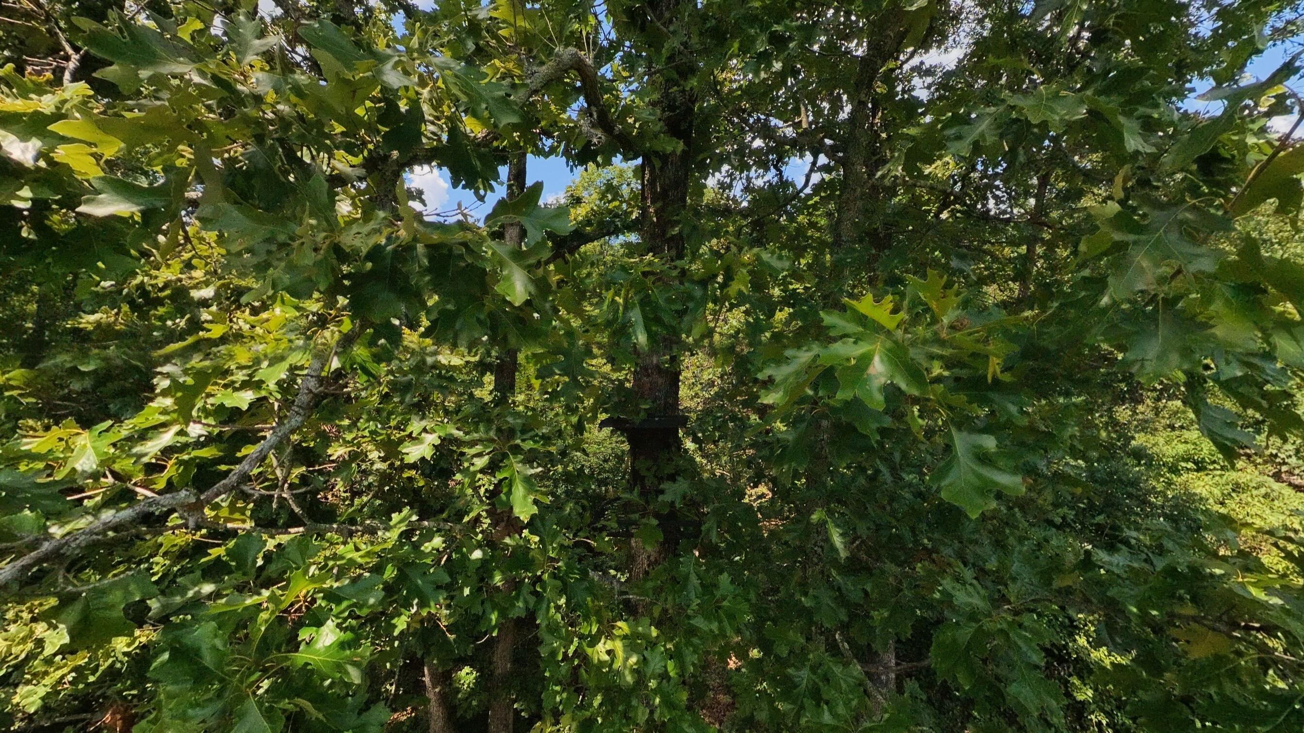 10824 Upper Janes Creek Road Property Photo 63