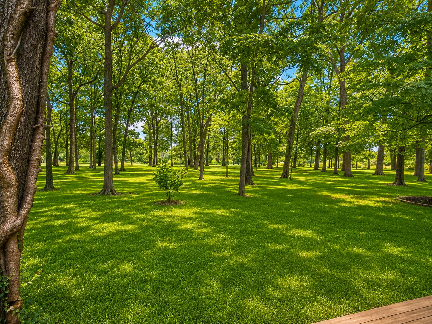 6001 South Farm Road 249 Property Photo 61