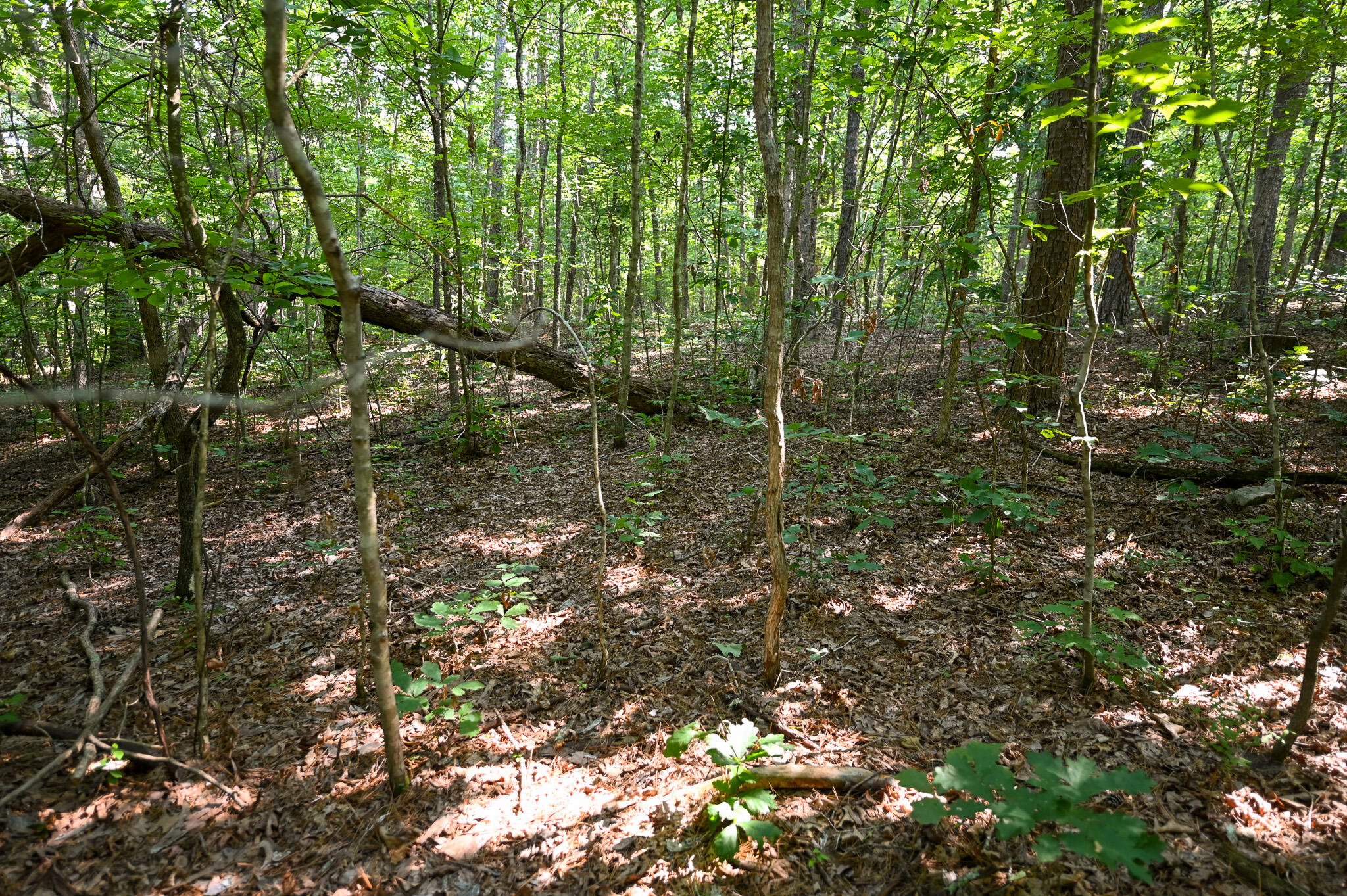 Tbd Lynch Drive Property Photo 7