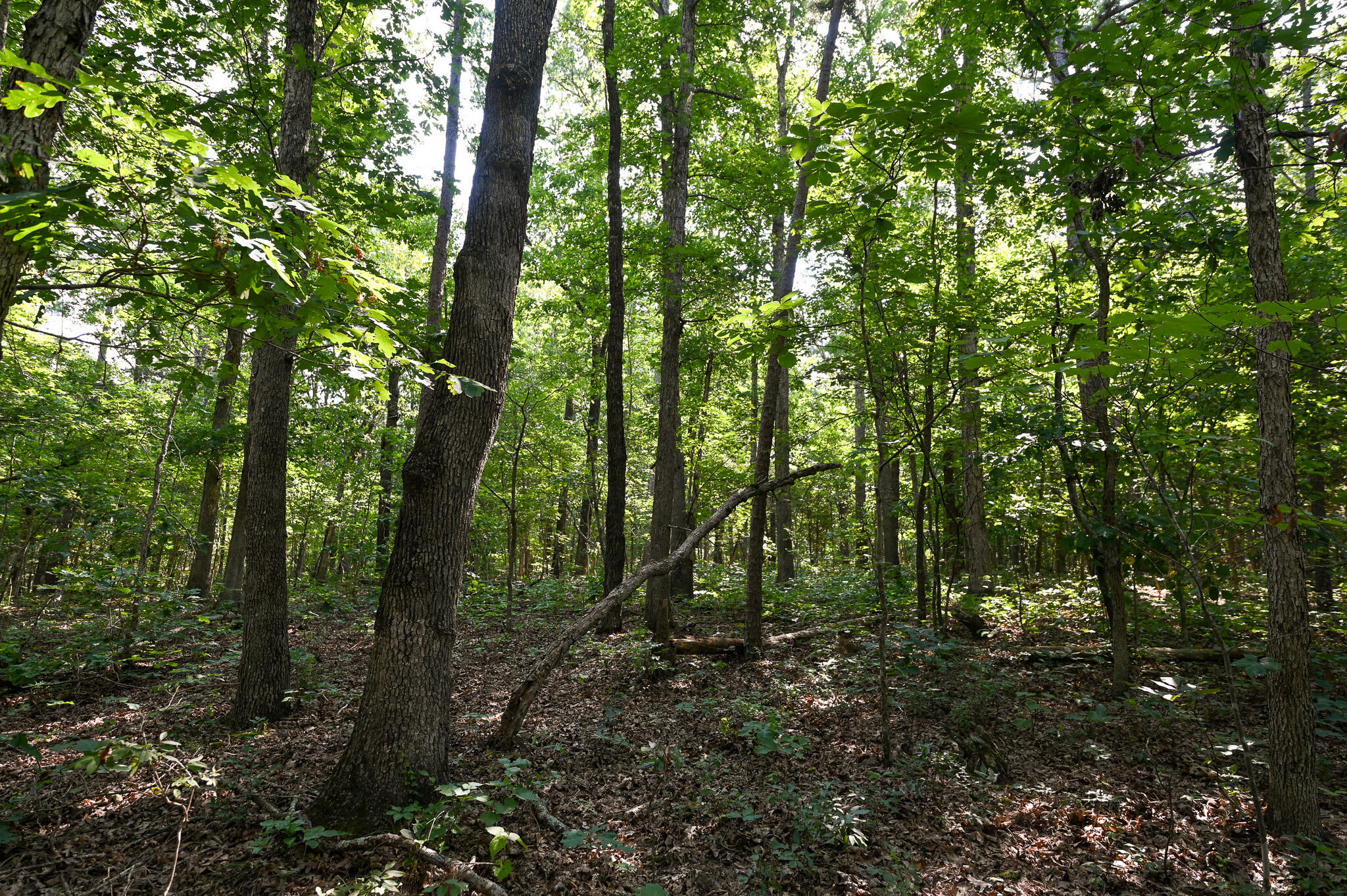 Tbd Lynch Drive Property Photo 9