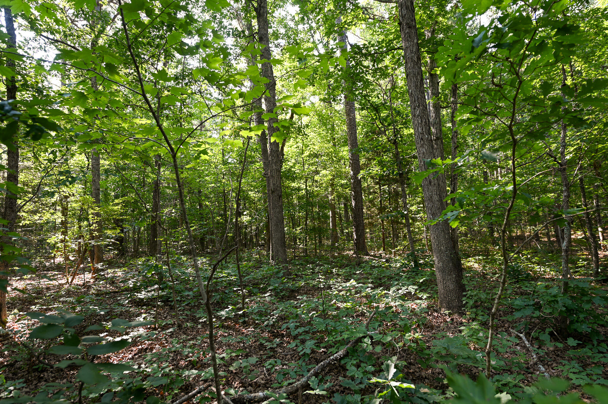 Tbd Lynch Drive Property Photo 10