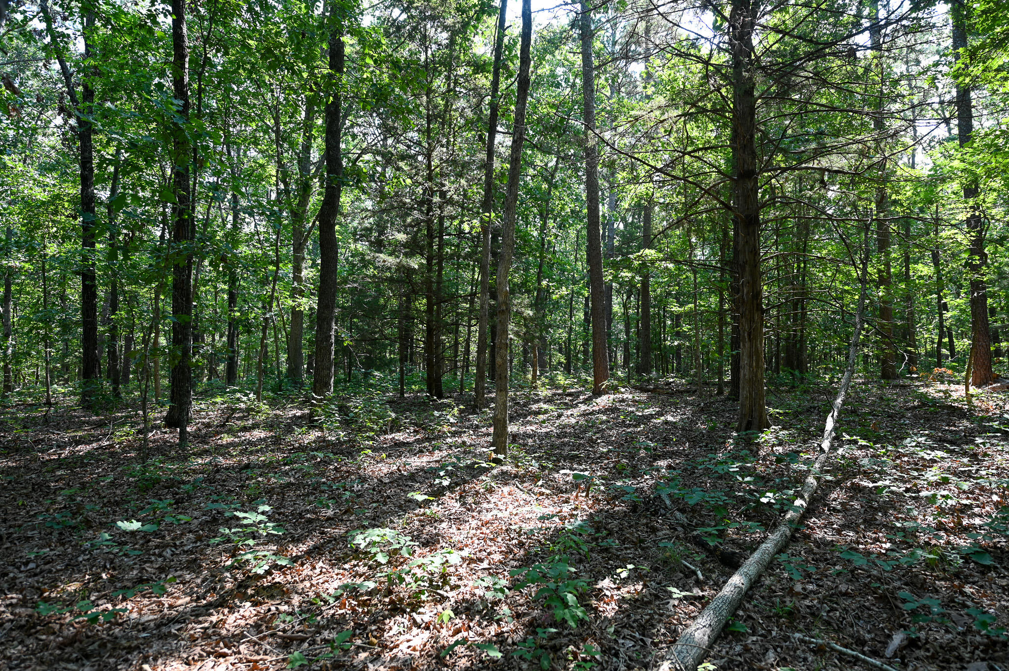 Tbd Lynch Drive Property Photo 13