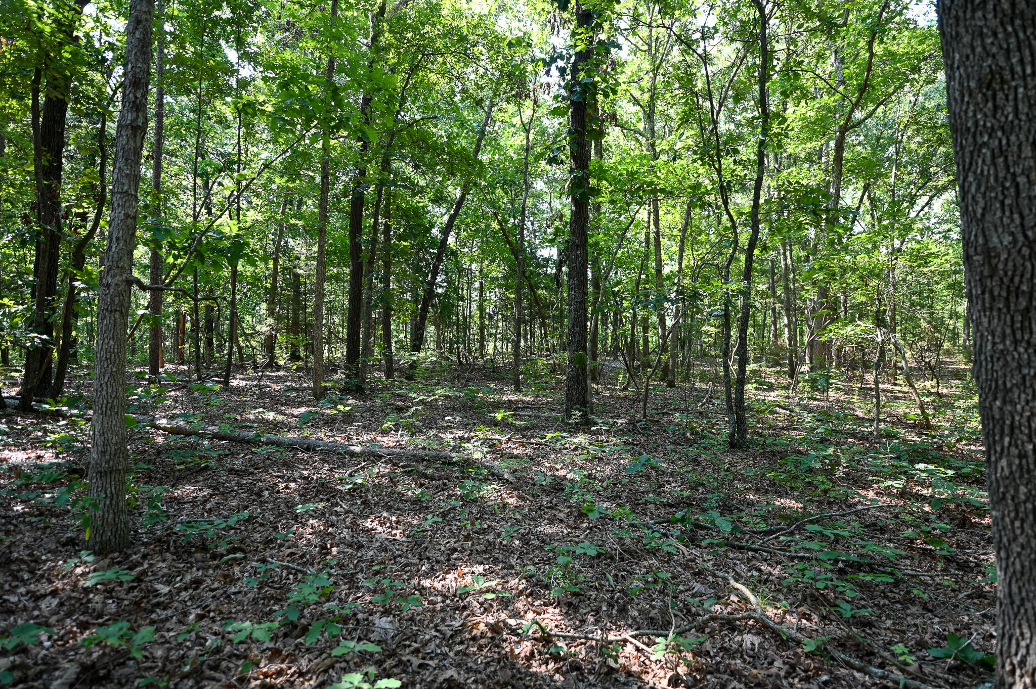 Tbd Lynch Drive Property Photo 14