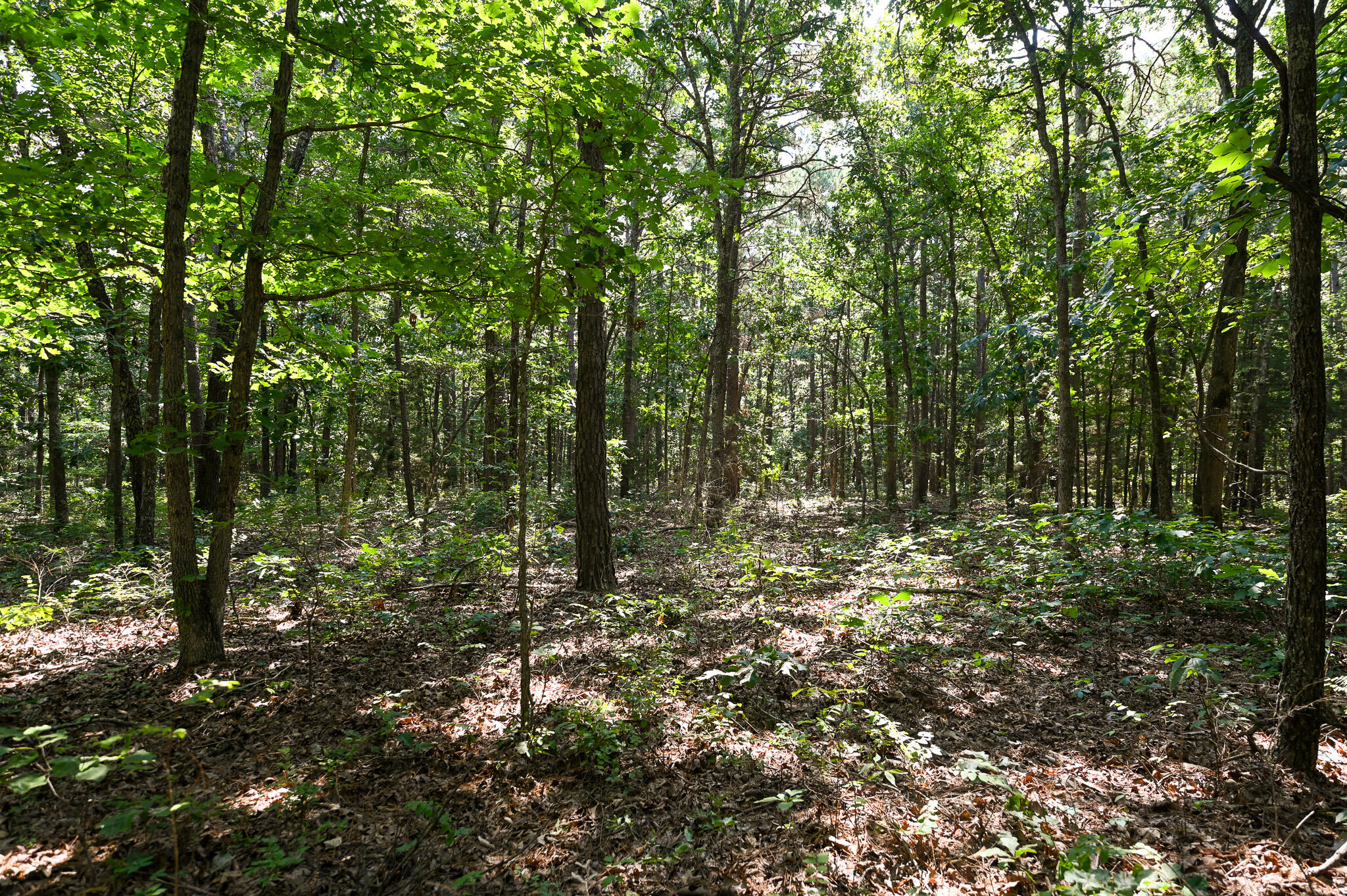 Tbd Lynch Drive Property Photo 15