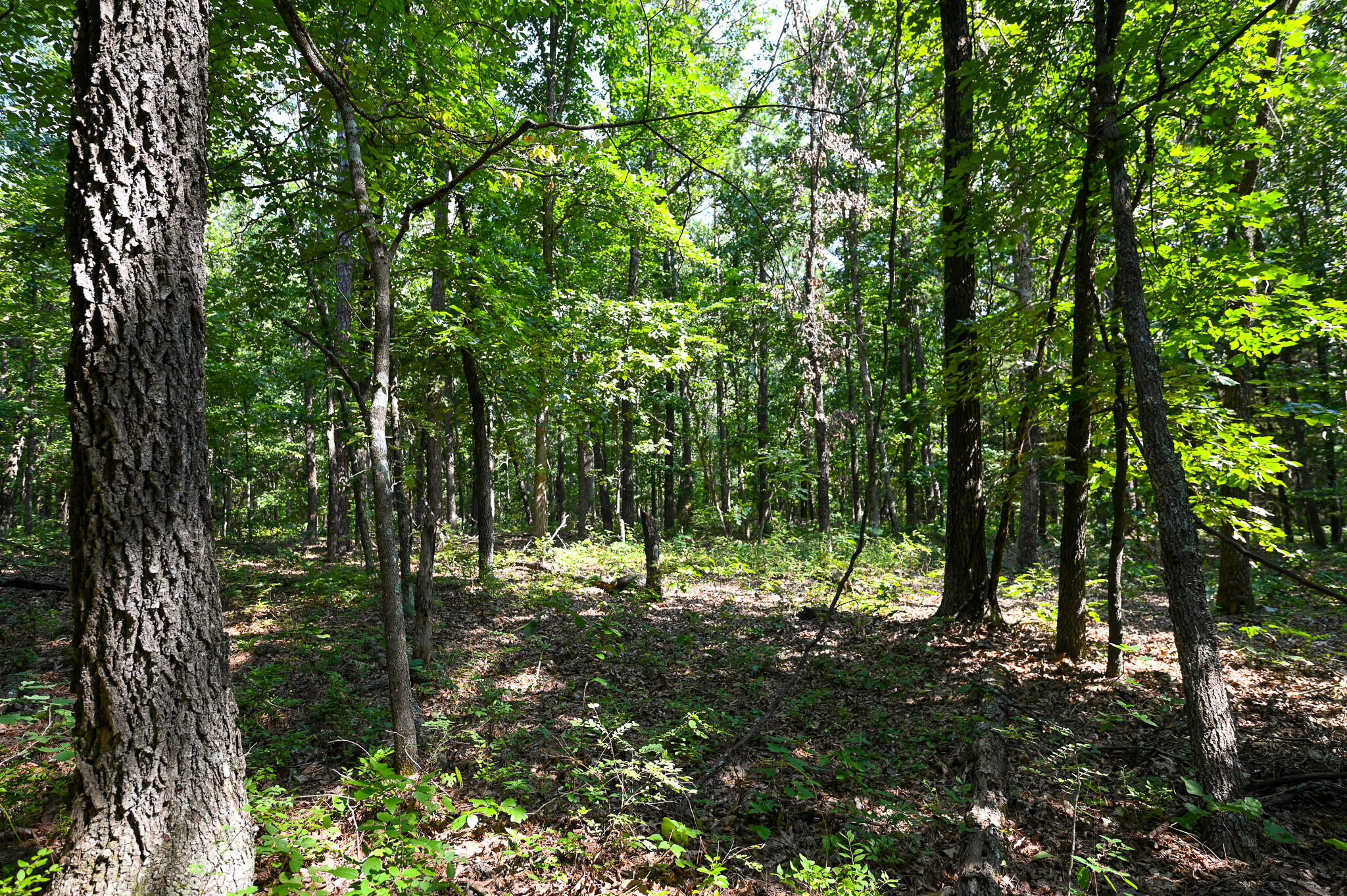 Tbd Lynch Drive Property Photo 16