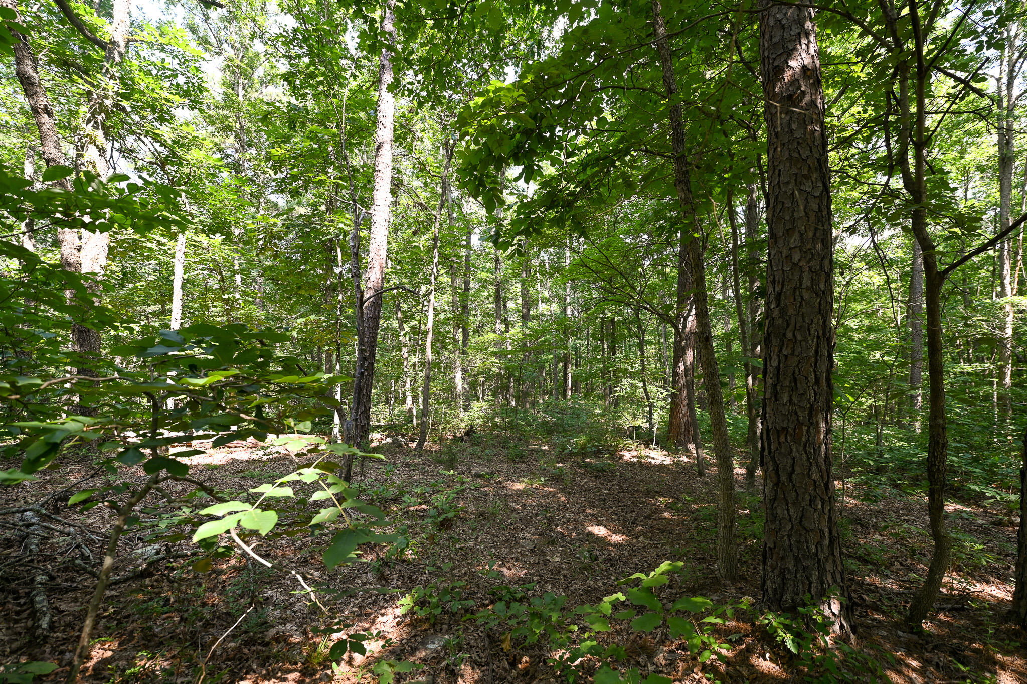 Tbd Lynch Drive Property Photo 23
