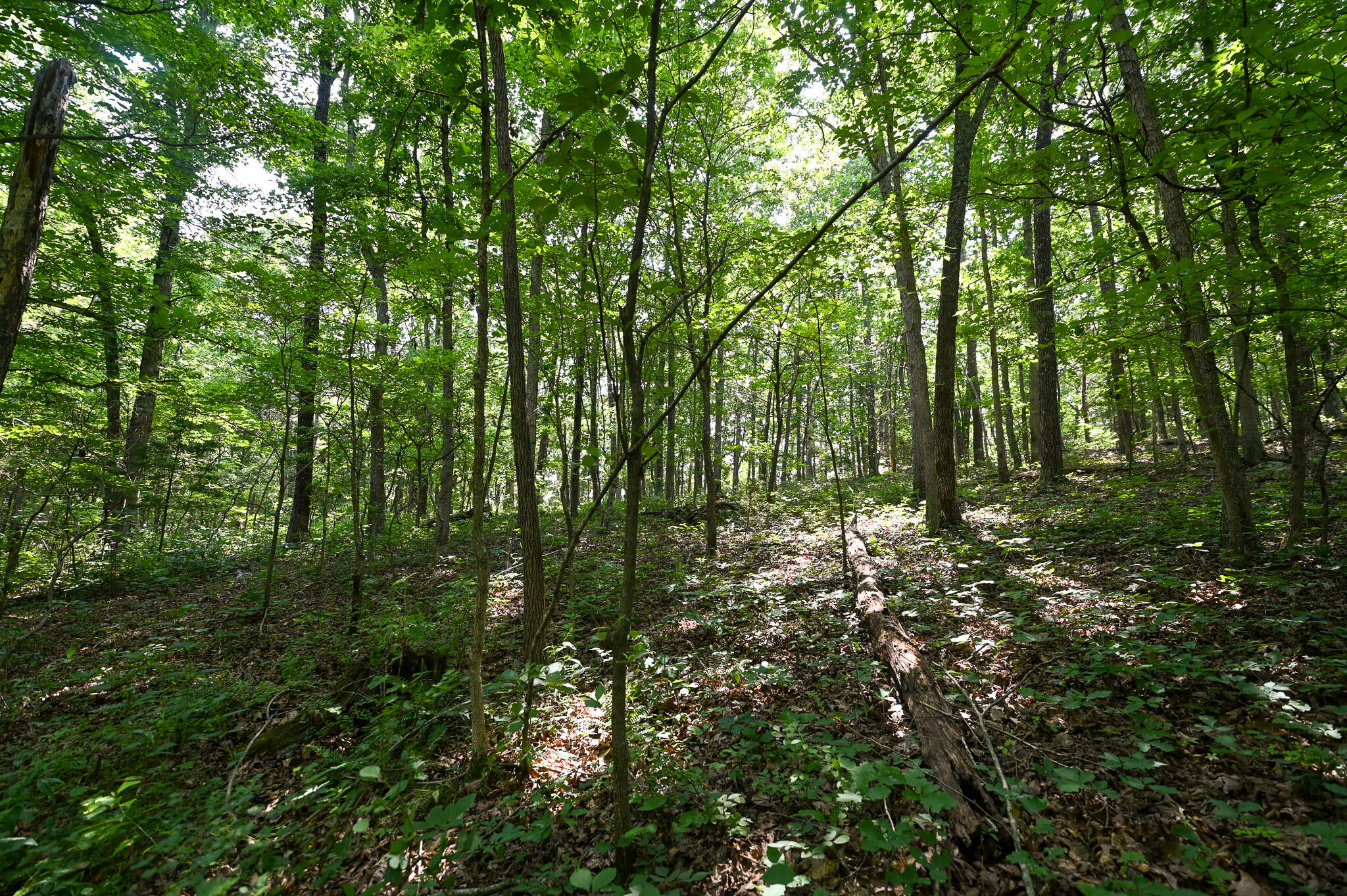 Tbd Lynch Drive Property Photo 24