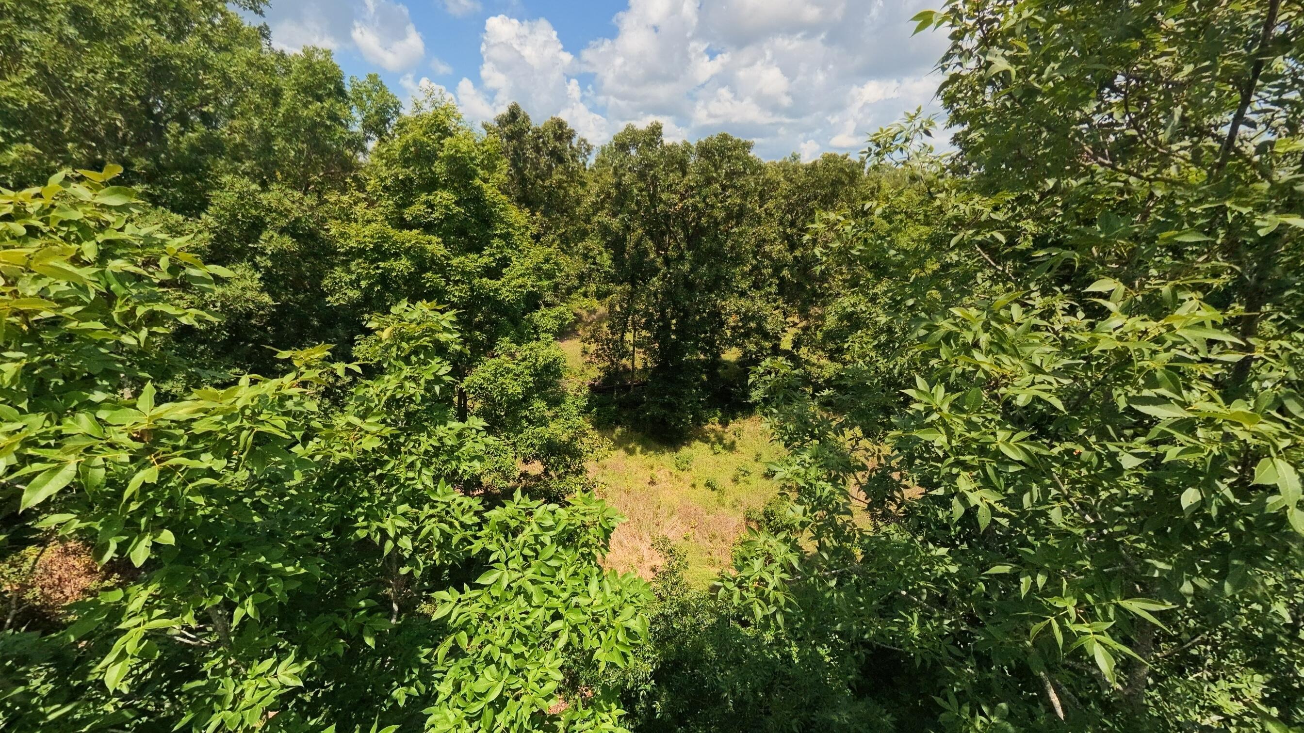 Tract 4 Upper Janes Creek Road Property Photo 6