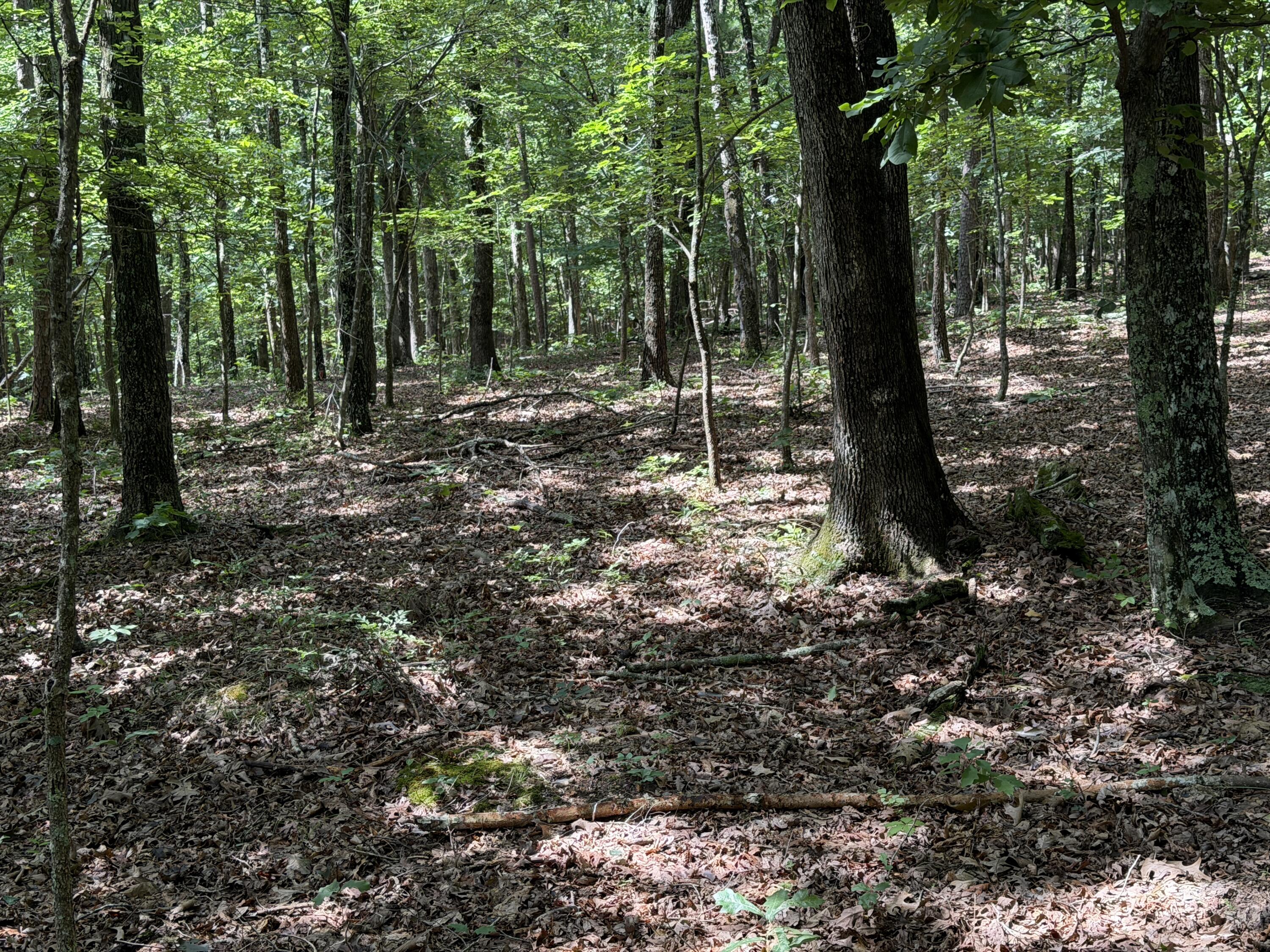 000 Golden Trail Lot 79 Property Photo 10