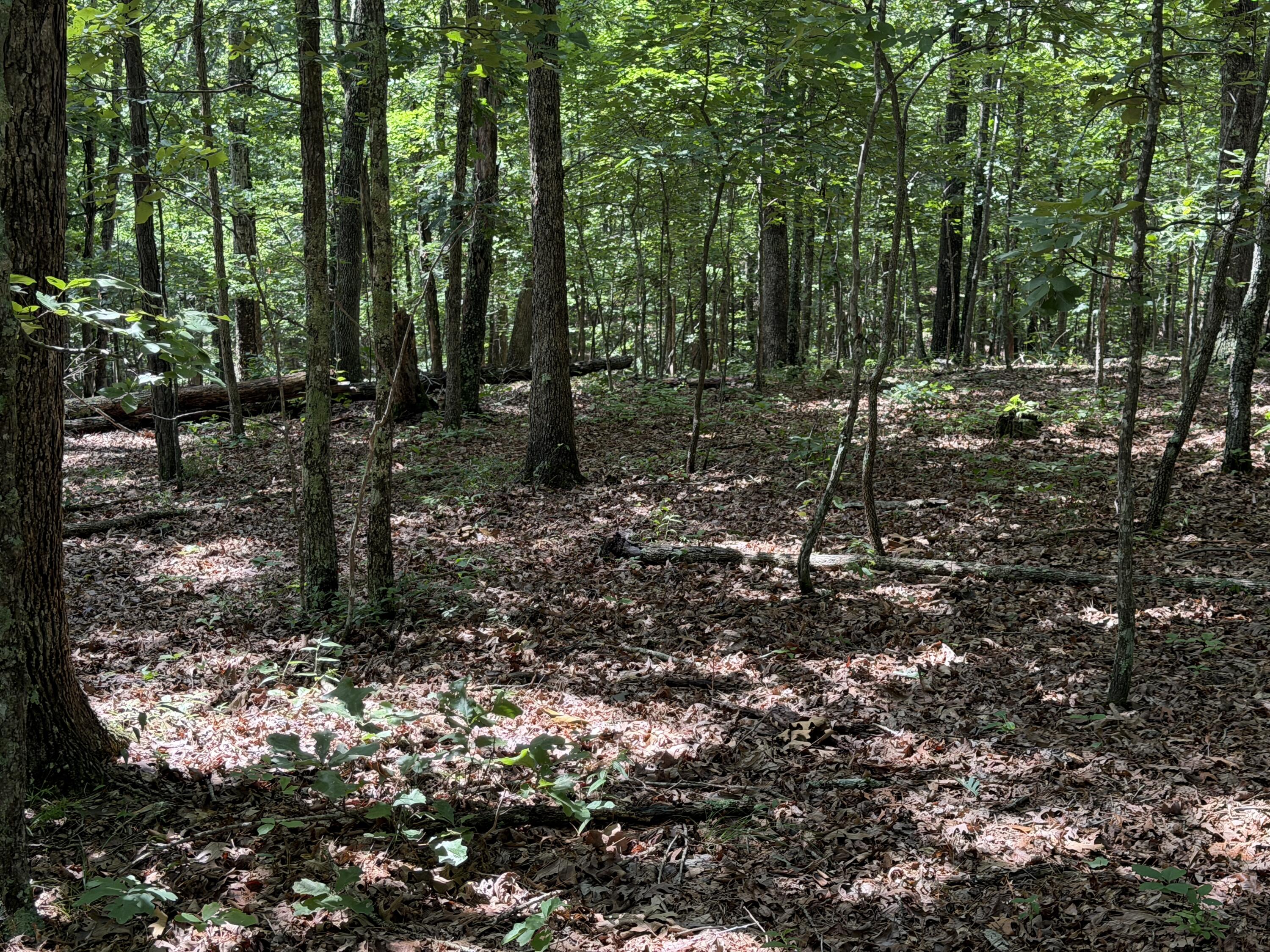 000 Golden Trail Lot 79 Property Photo 11