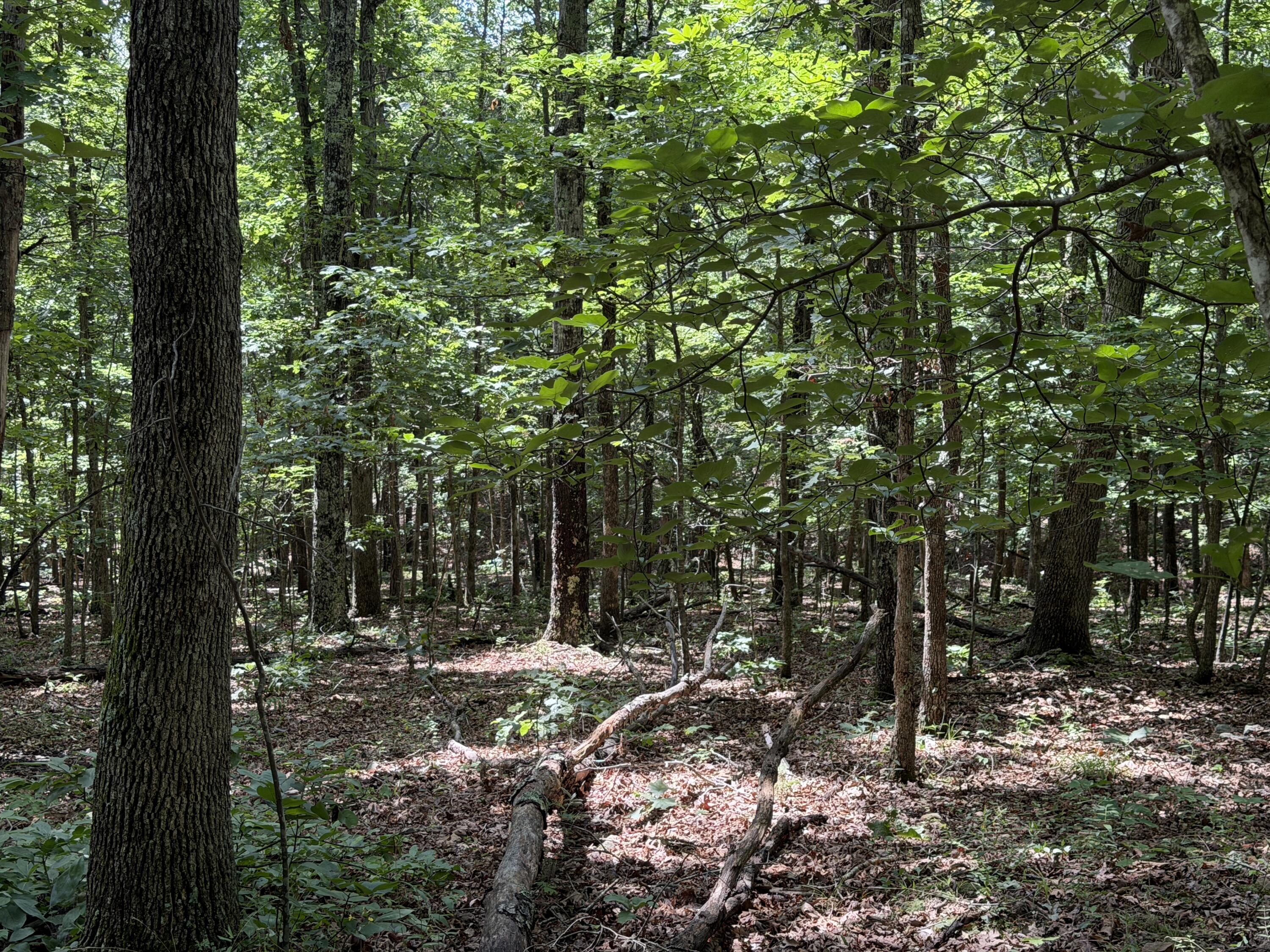 000 Golden Trail Lot 79 Property Photo 13