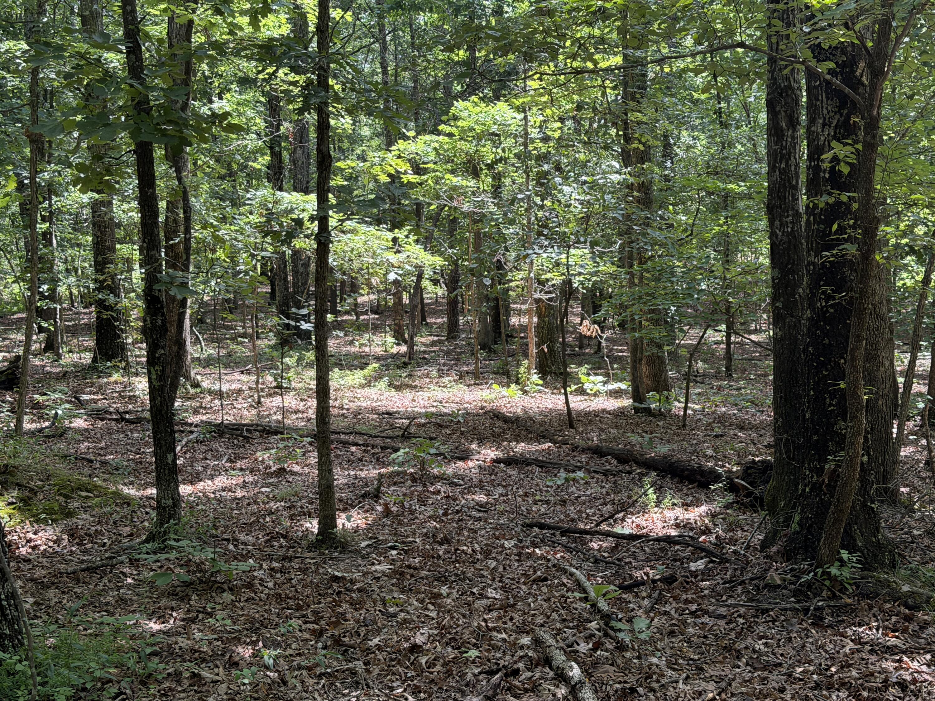 000 Golden Trail Lot 79 Property Photo 14