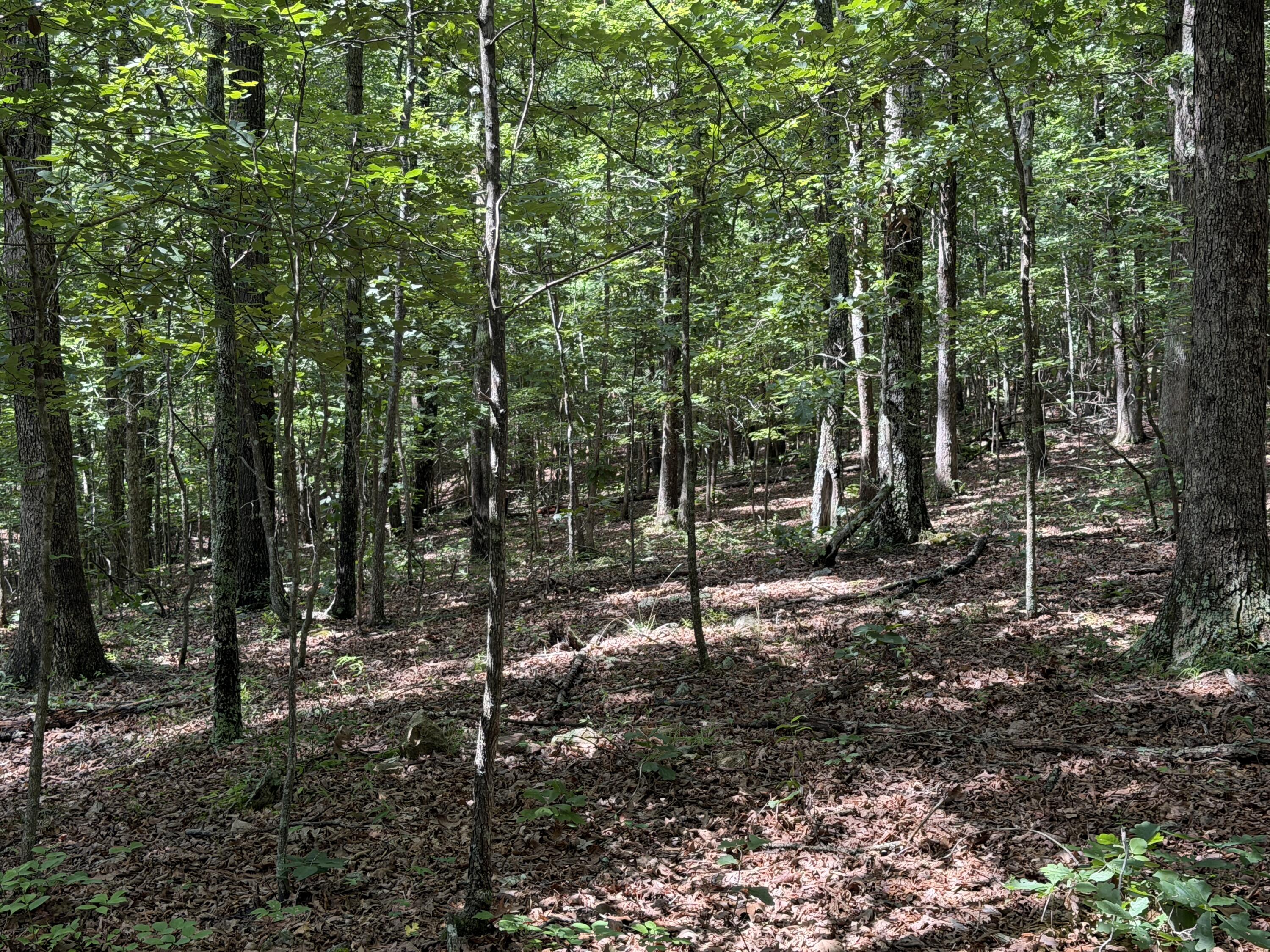 000 Golden Trail Lot 79 Property Photo 15