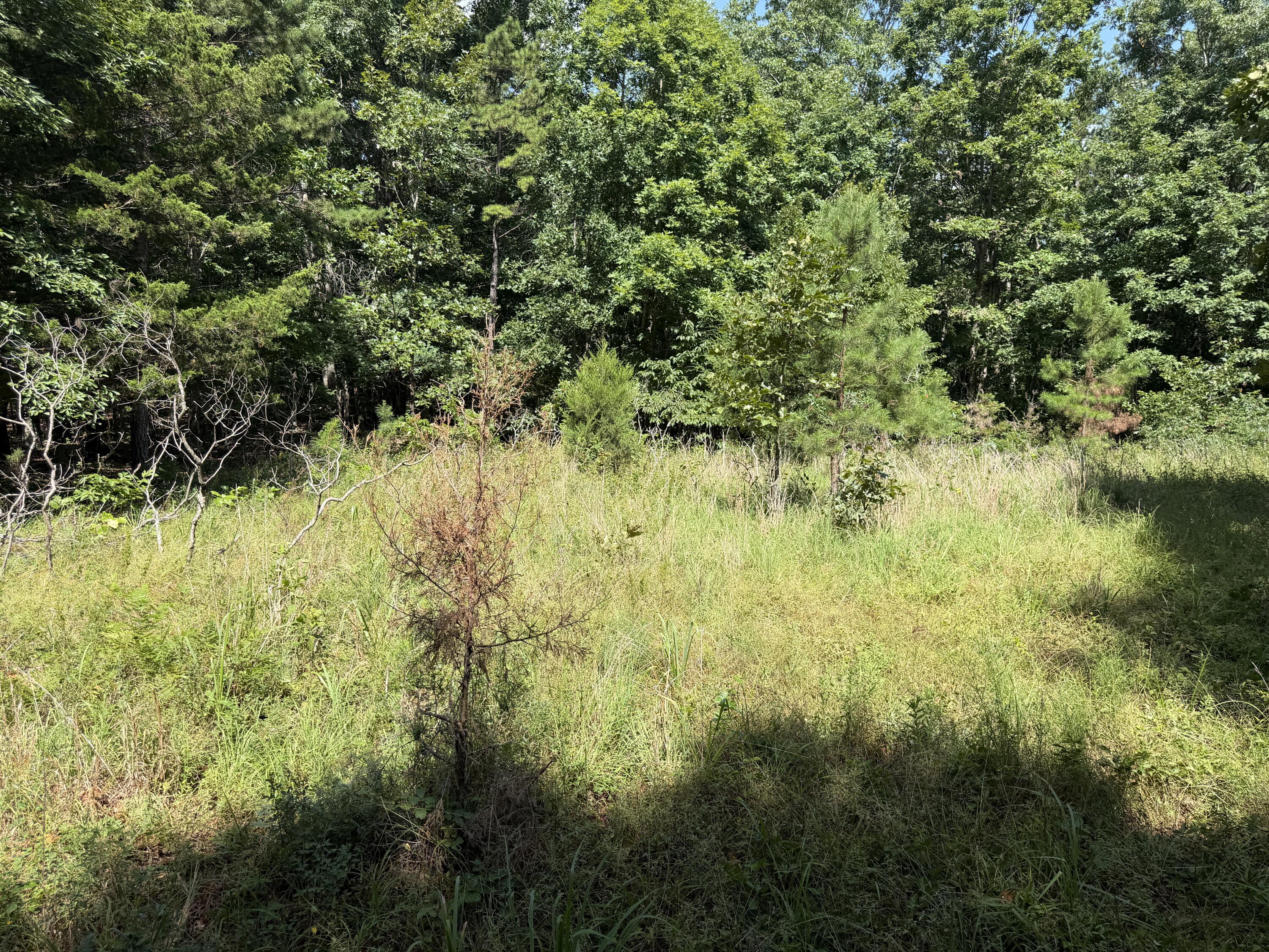 000 Golden Trail 77 Property Photo 3