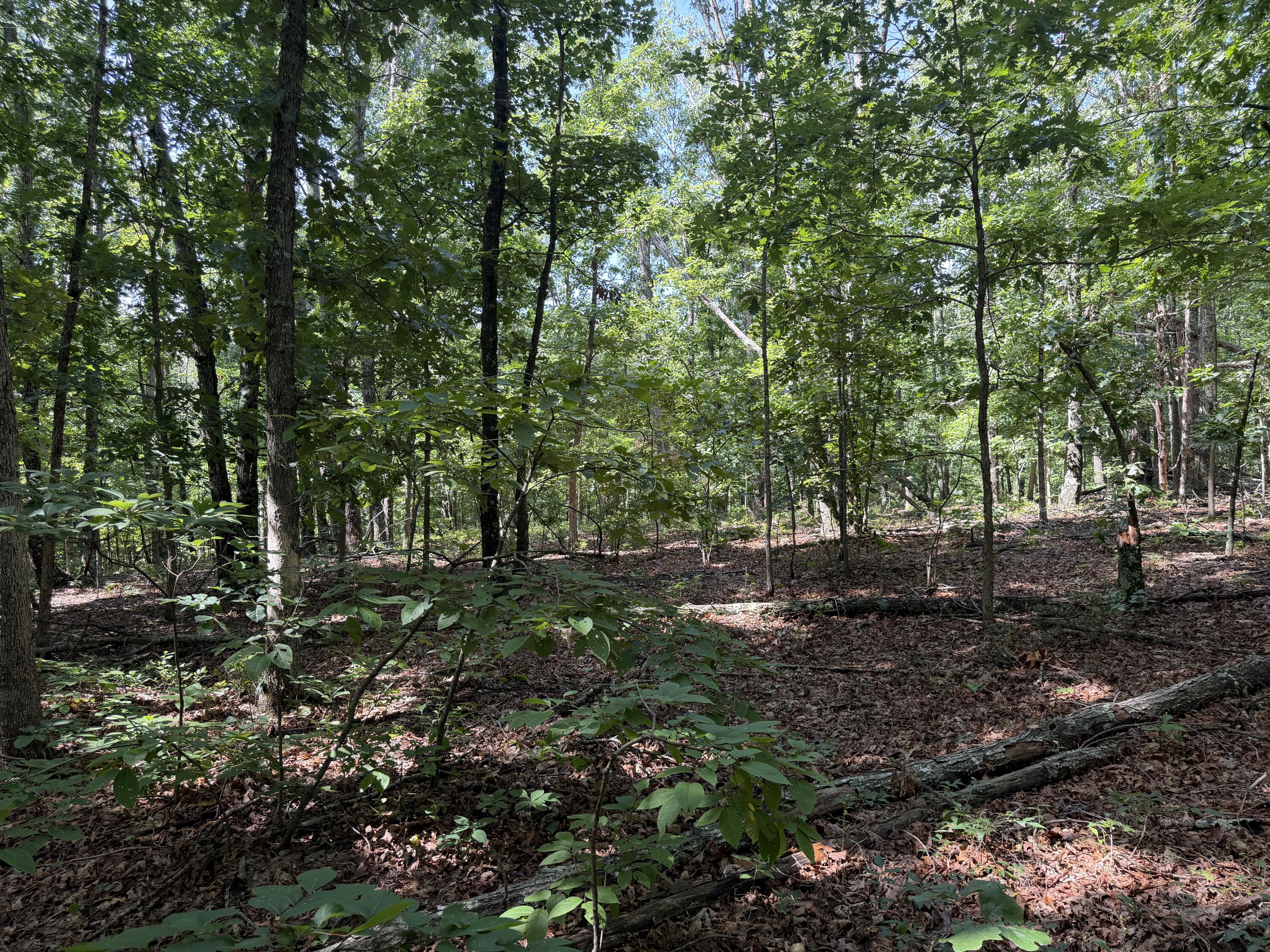 000 Golden Trail 77 Property Photo 5