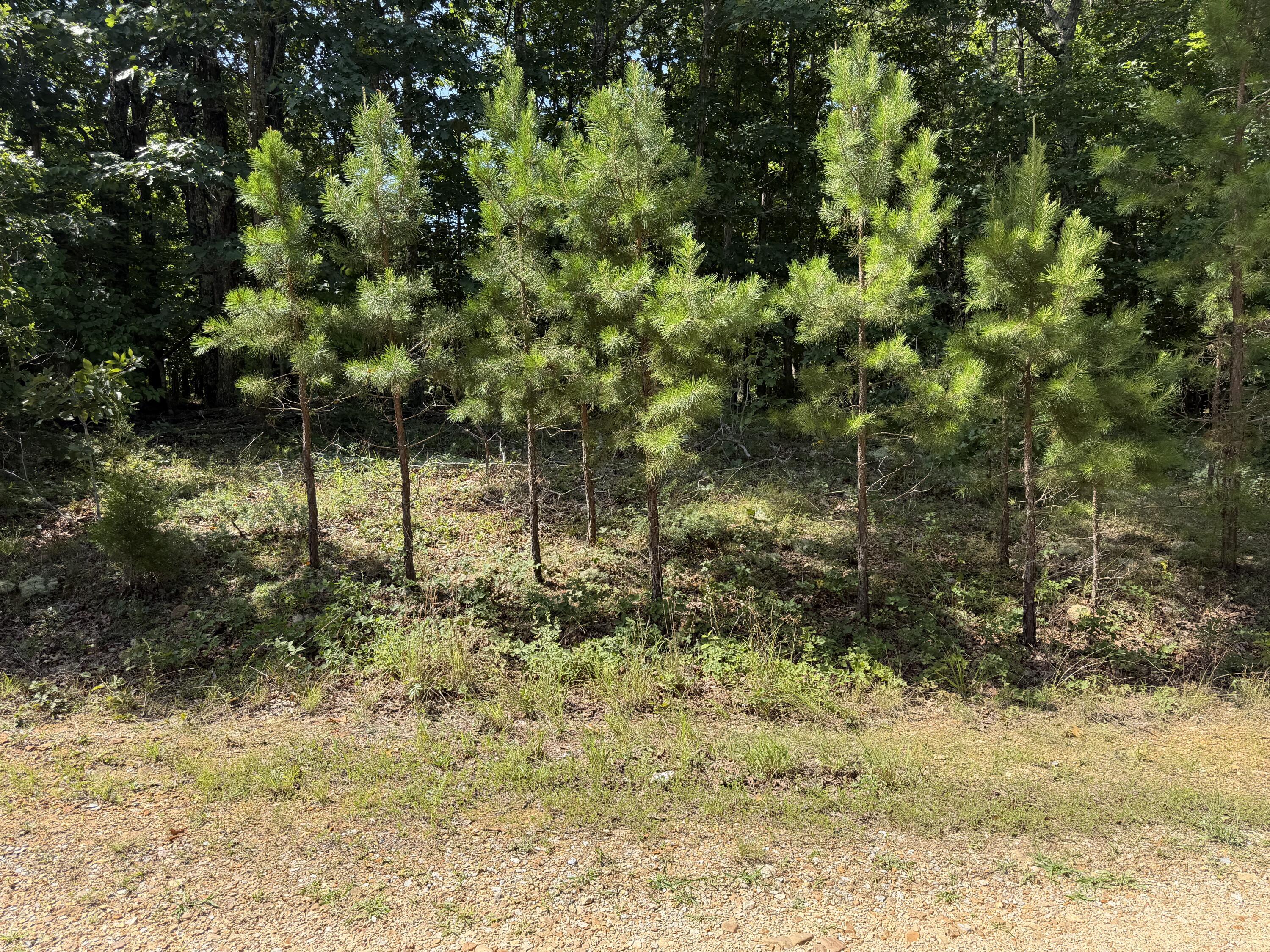 000 Golden Trail 77 Property Photo 7