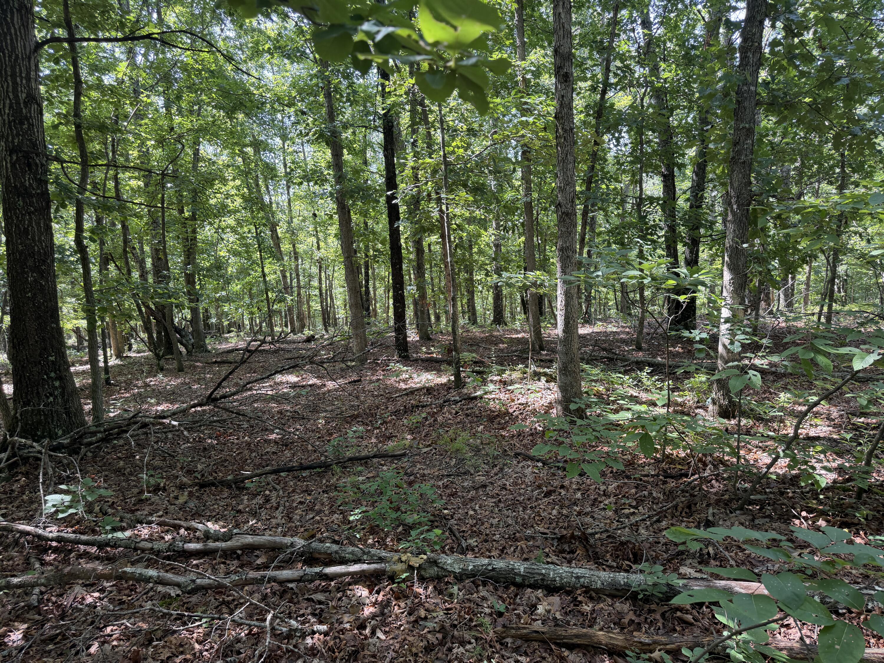 000 Golden Trail 77 Property Photo 9
