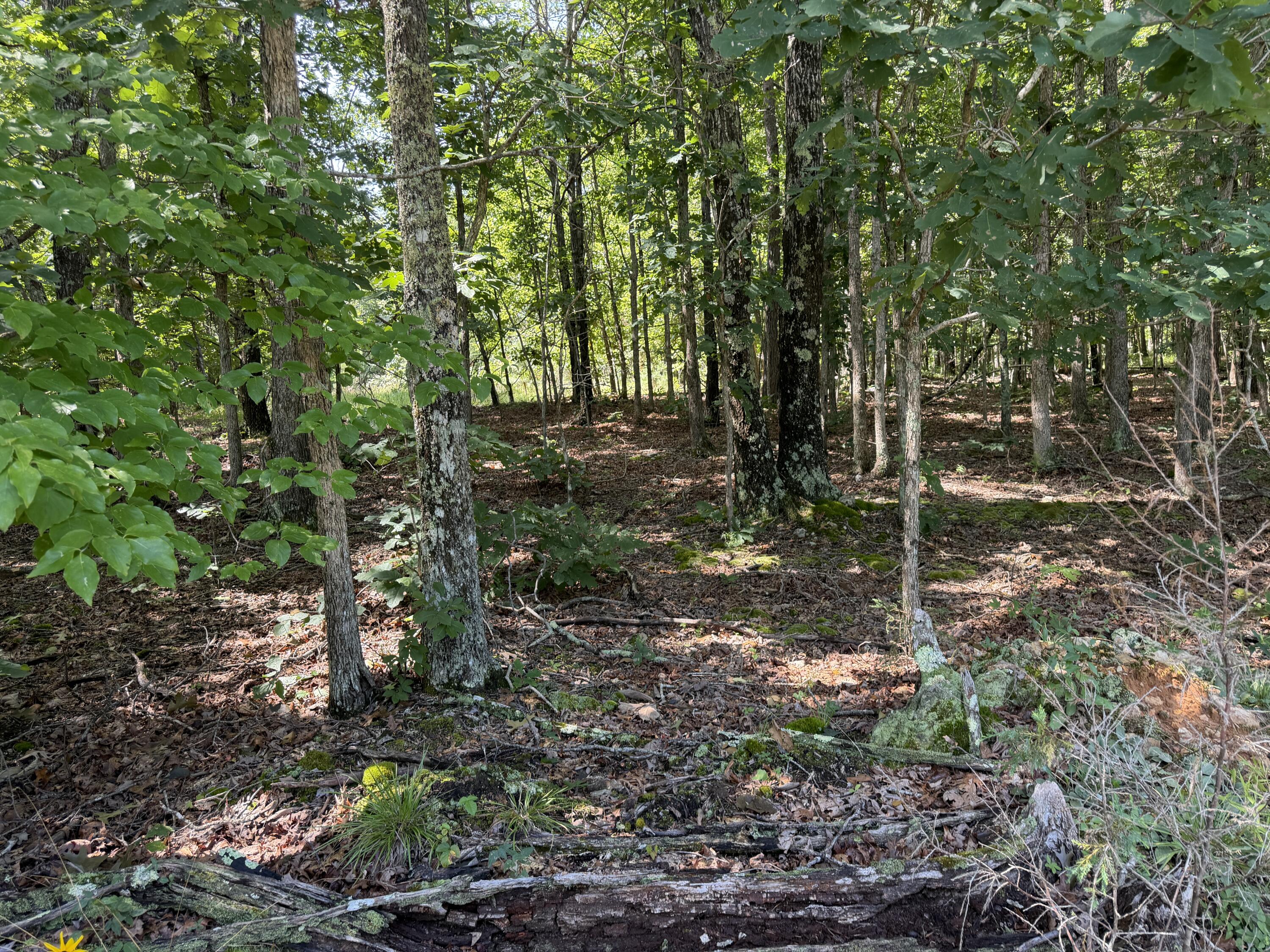 000 Golden Trail 77 Property Photo 12