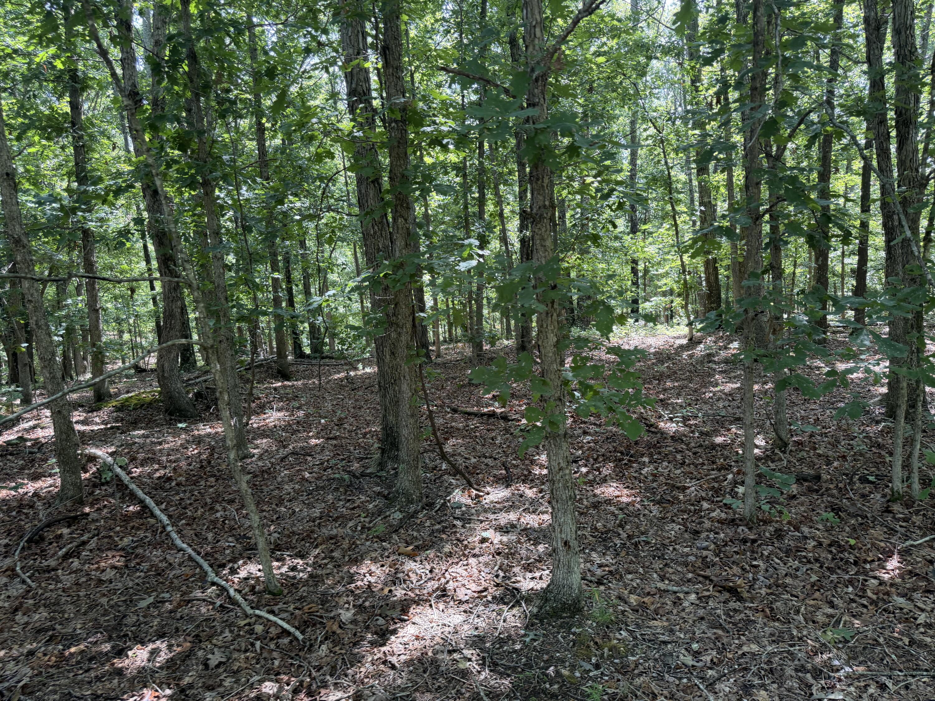 000 Golden Trail 77 Property Photo 14