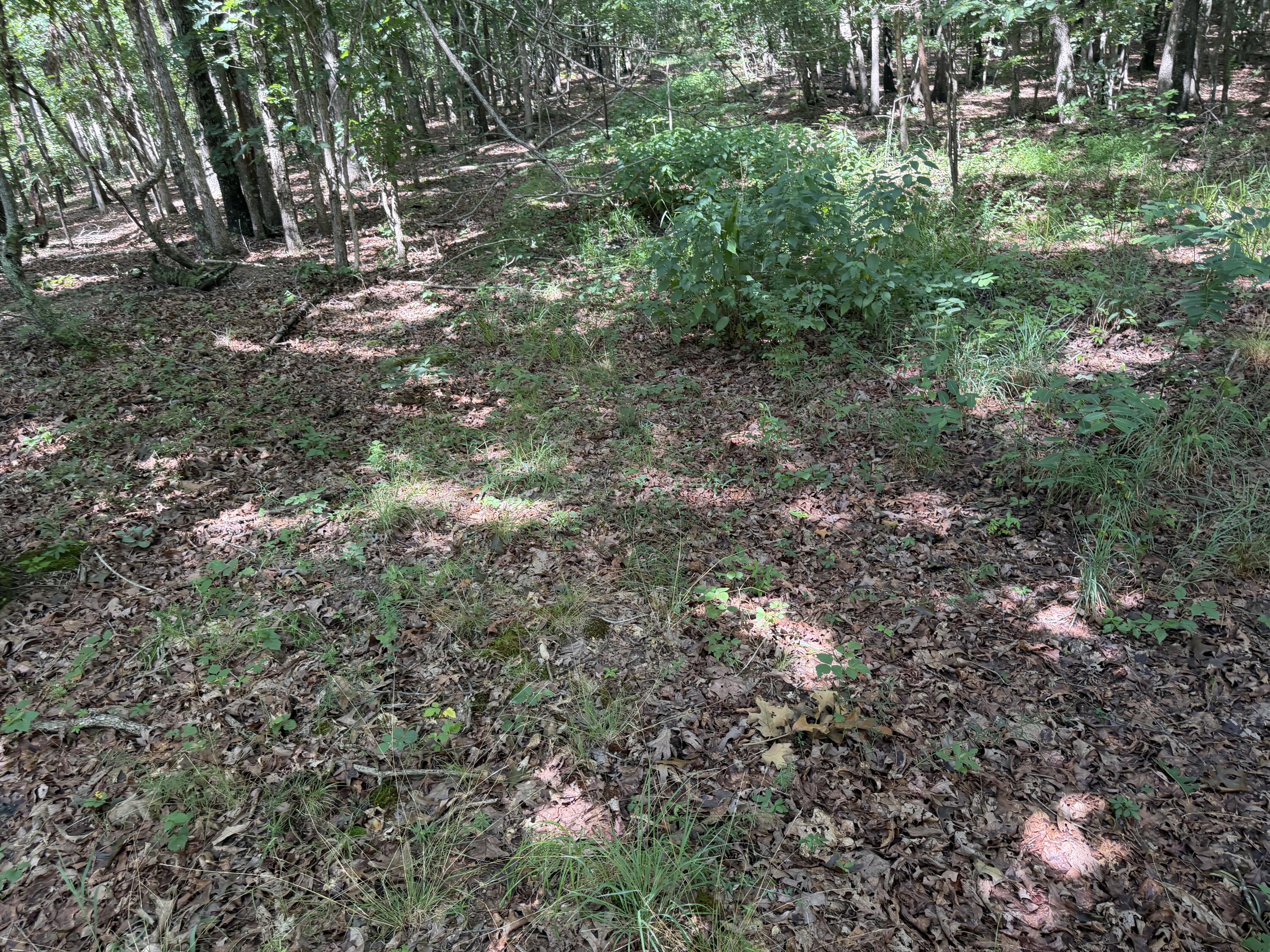 000 Golden Trail 77 Property Photo 17