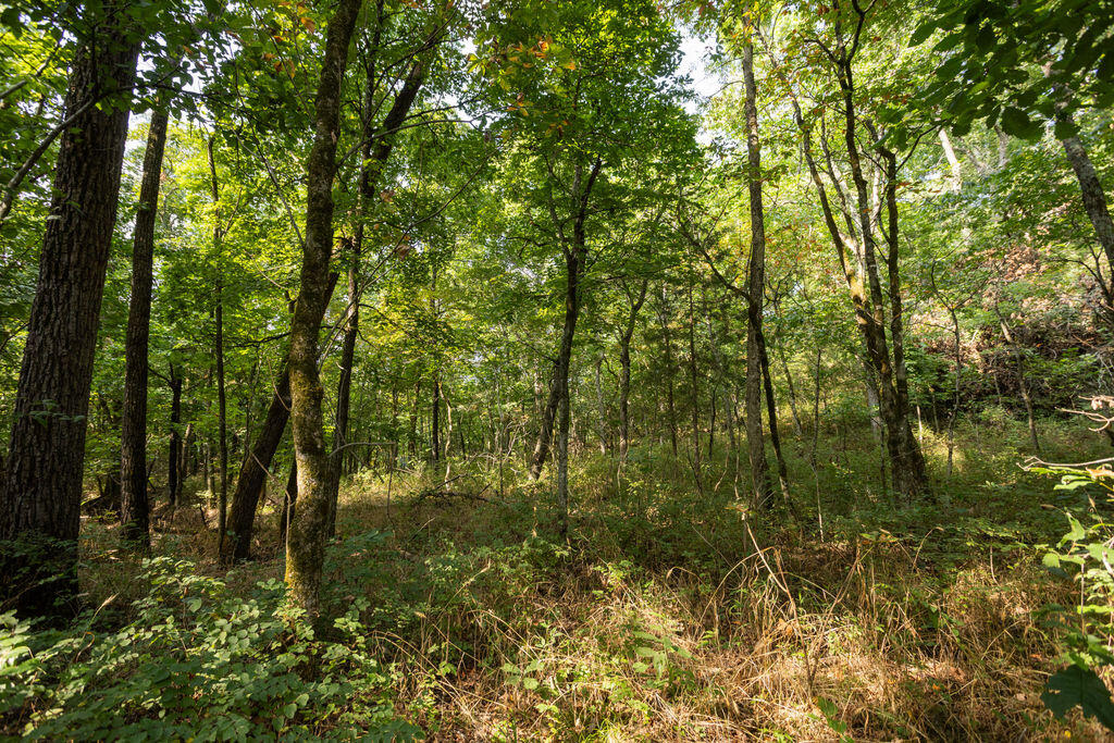 000 Misty Springs Road Property Photo 6