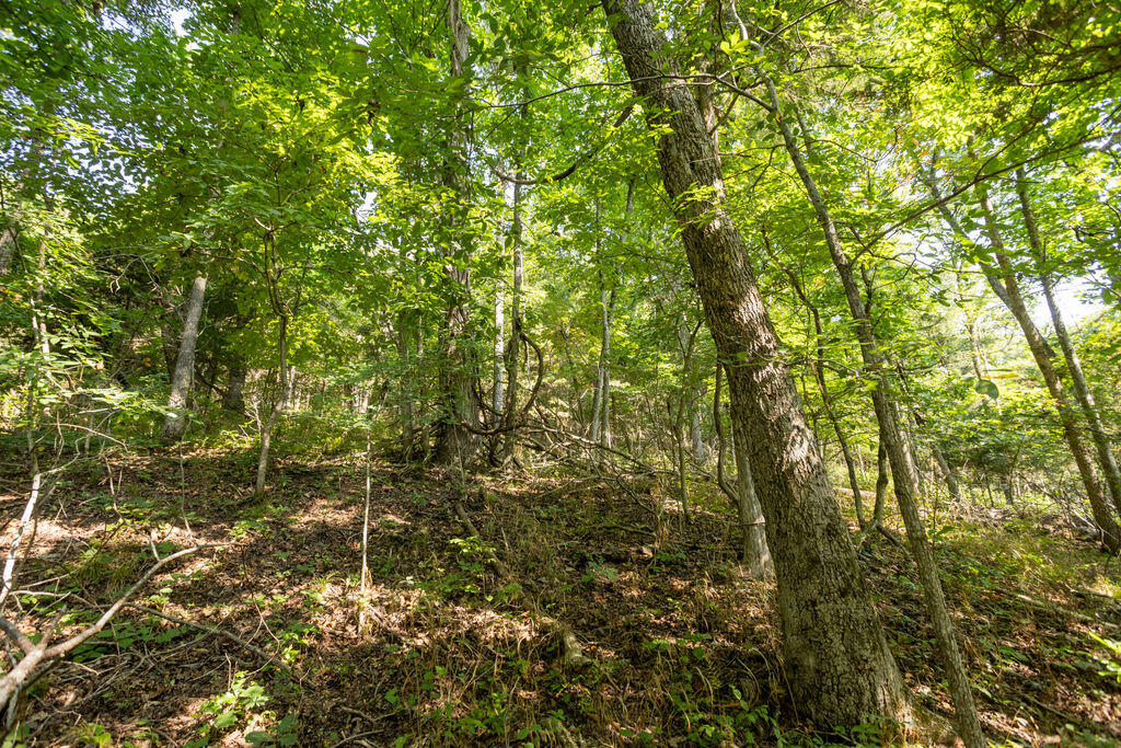 000 Misty Springs Road Property Photo 8