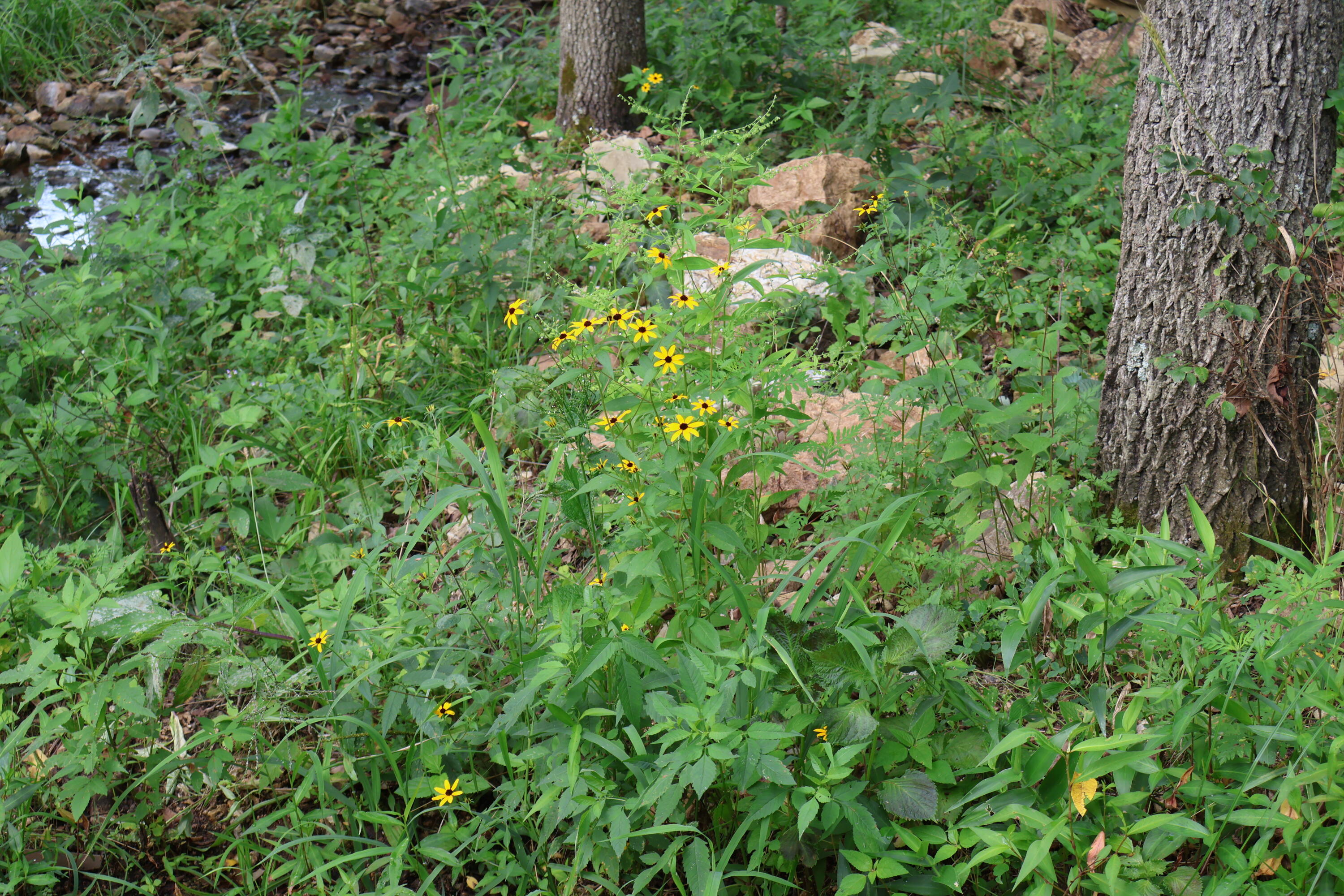 9551 State Highway Ff Property Photo 56