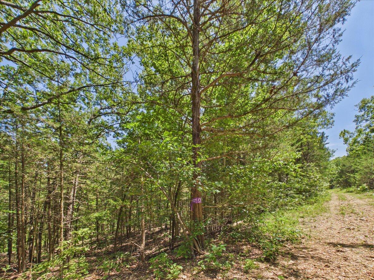 26325 State Highway Ra Property Photo 31