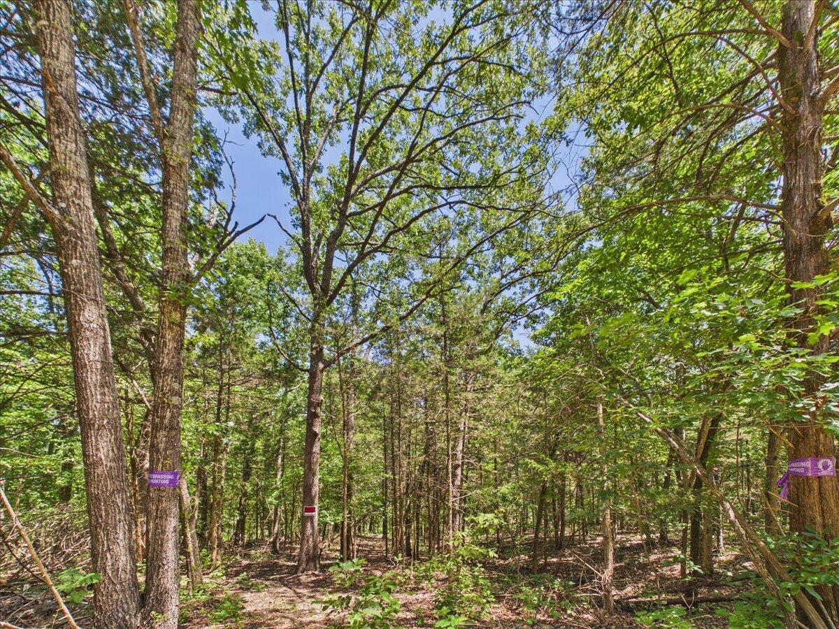 26325 State Highway Ra Property Photo 32