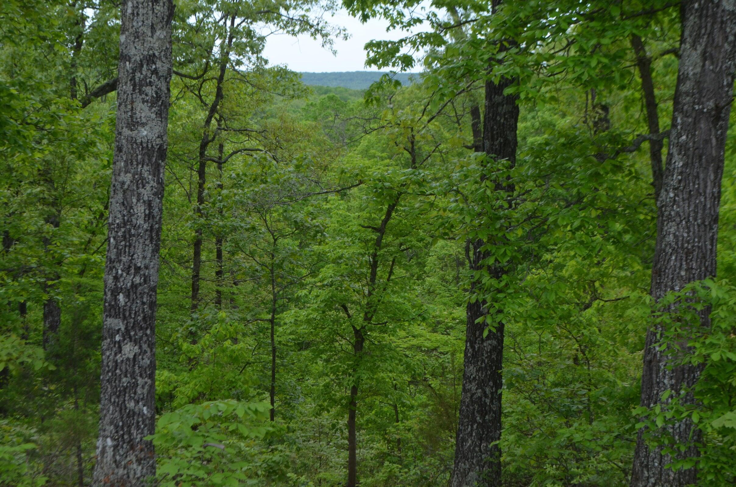 Lot 13 Lookout Point Property Photo 18