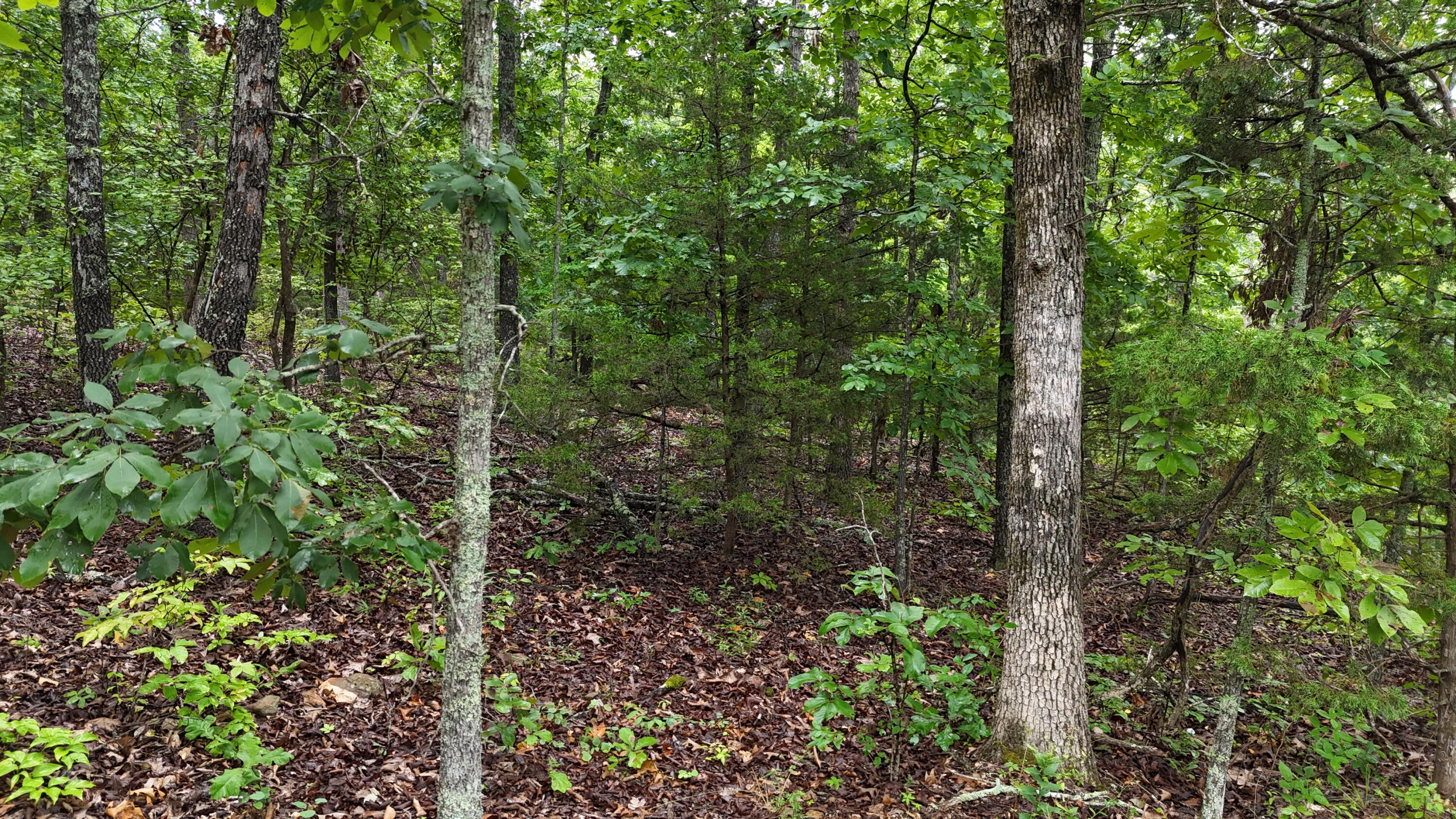 0000 County Road Jj-416 Property Photo 9