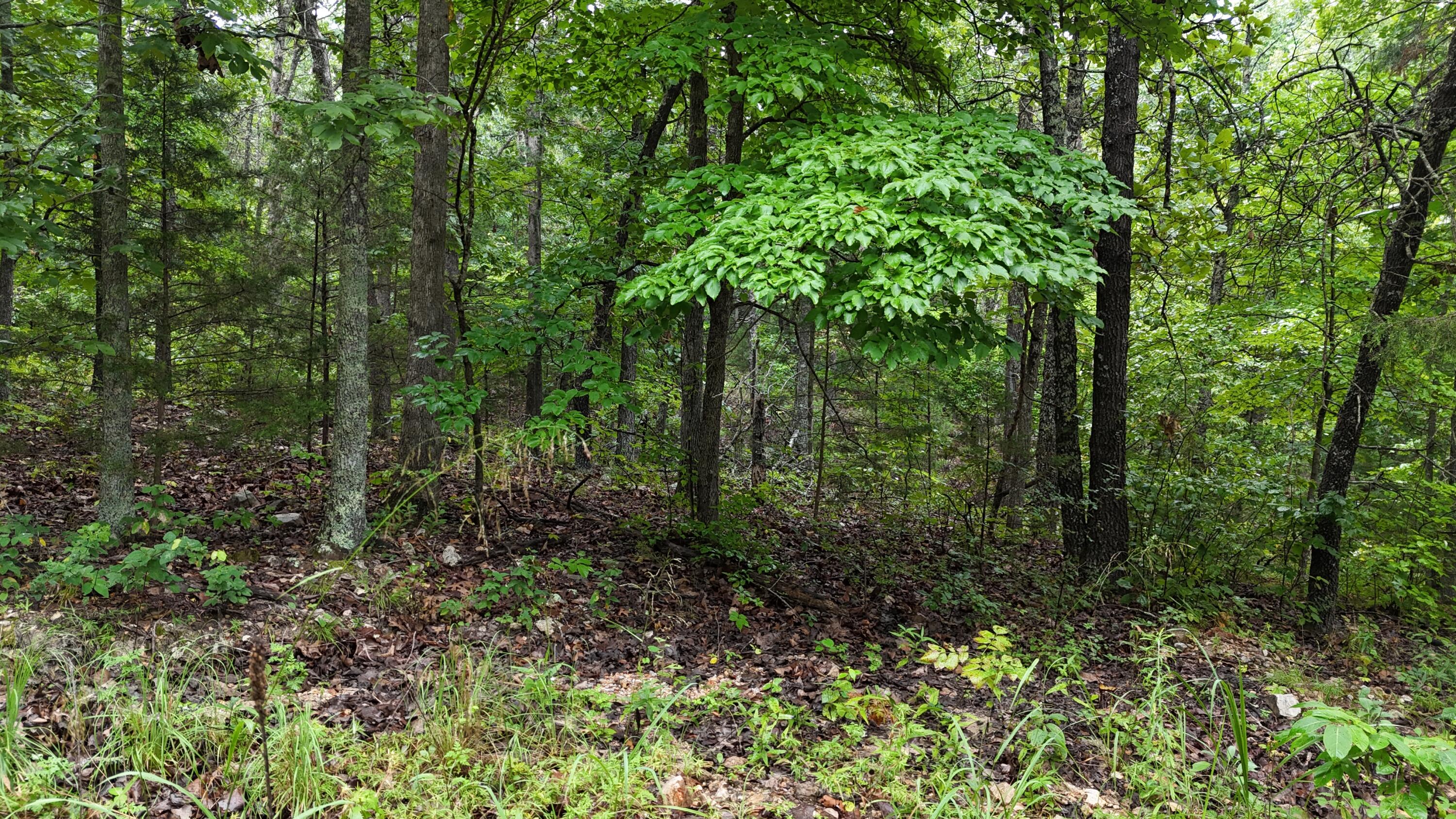 0000 County Road Jj-416 Property Photo 18