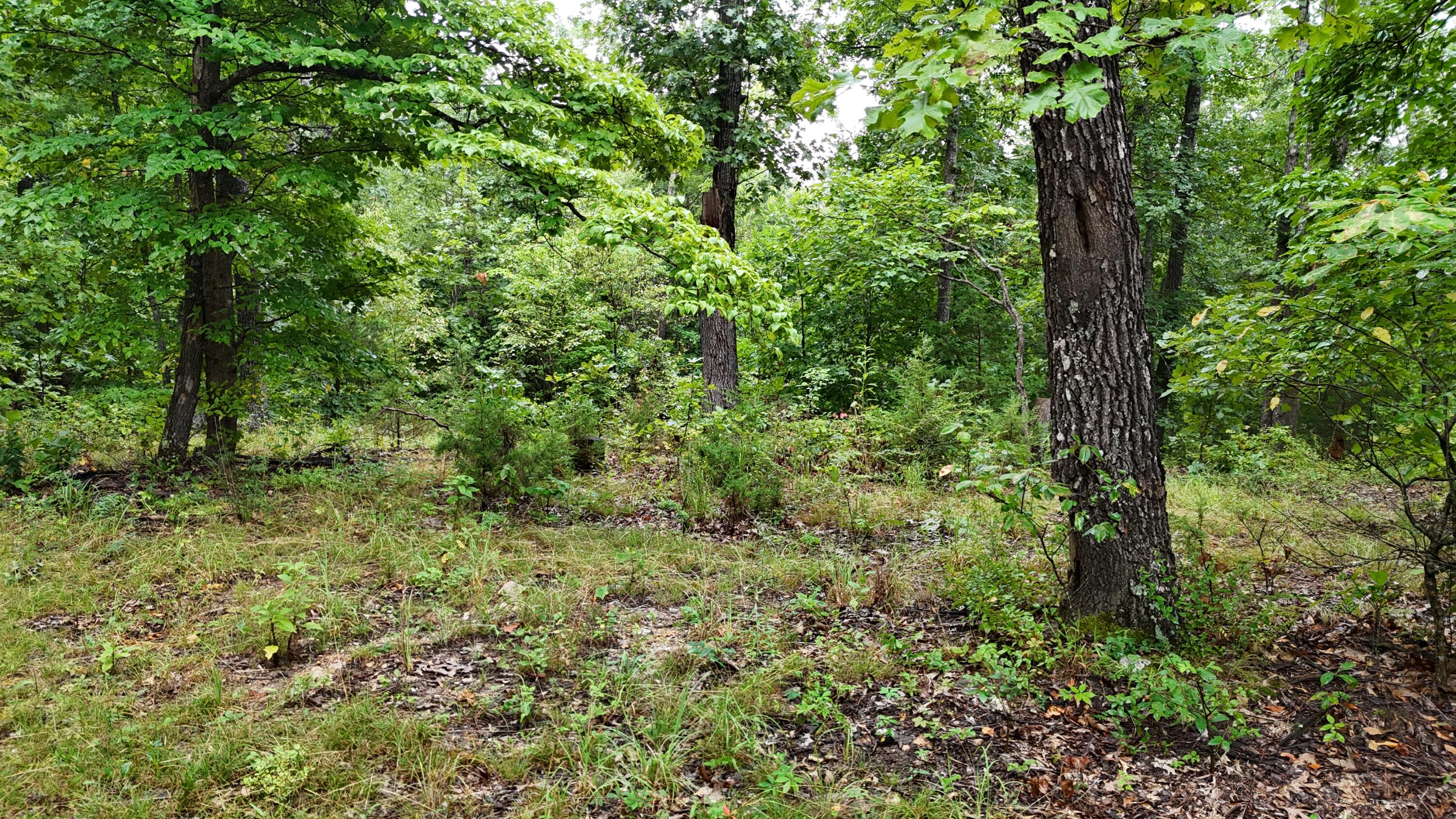 0000 County Road Jj-416 Property Photo 19