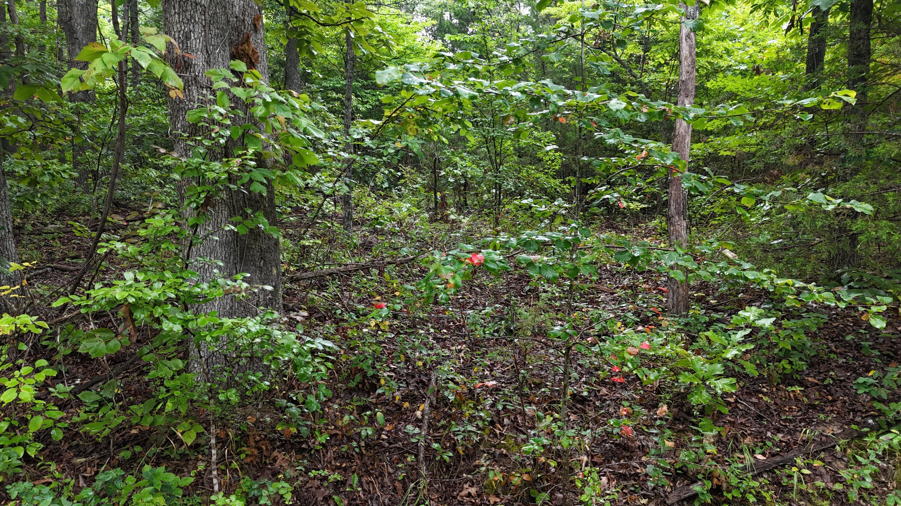 0000 County Road Jj-416 Property Photo 20